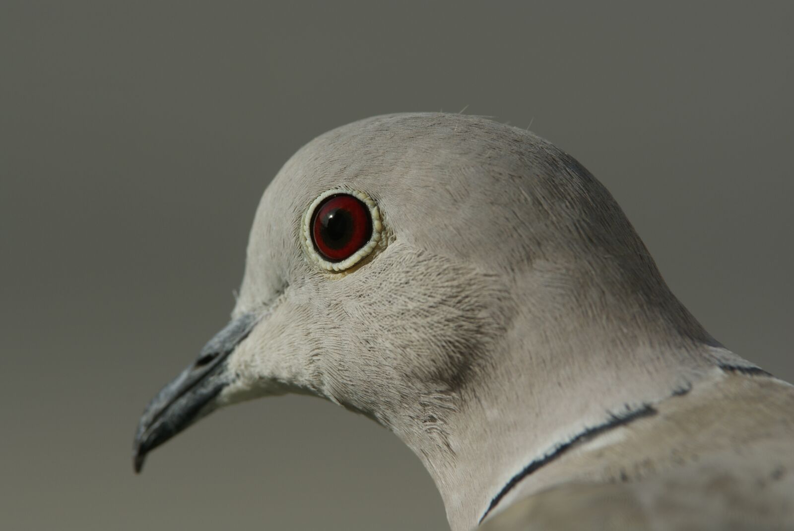 Sony Alpha DSLR-A300 sample photo. Dove, eye, red eyes photography