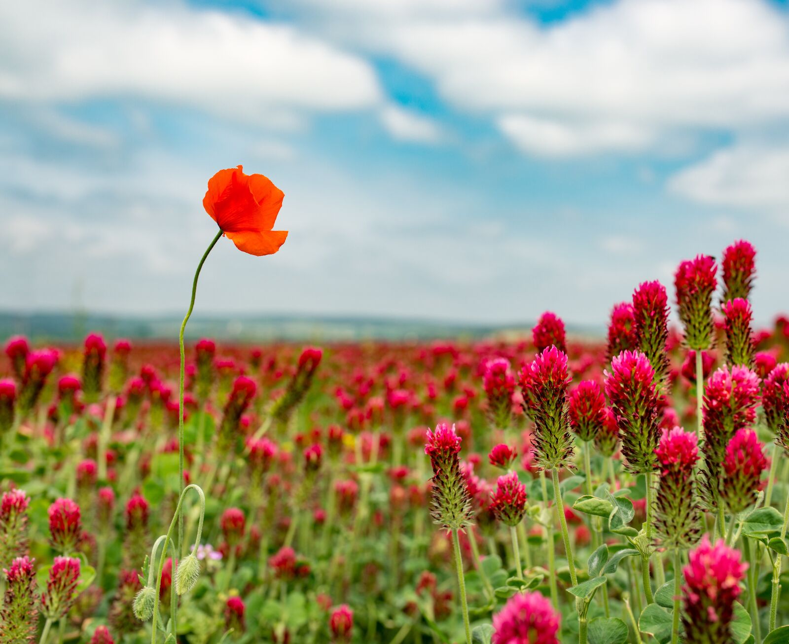 Nikon D800E sample photo. Red weed, poppy, clover photography