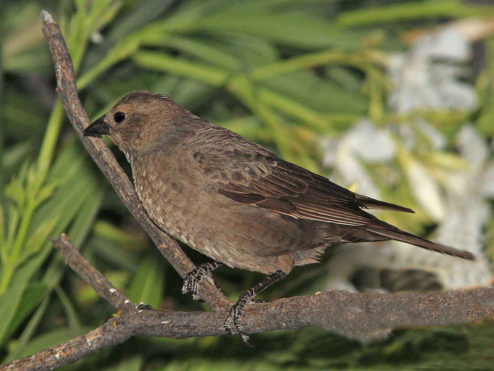 Canon EF 300mm F4L IS USM sample photo