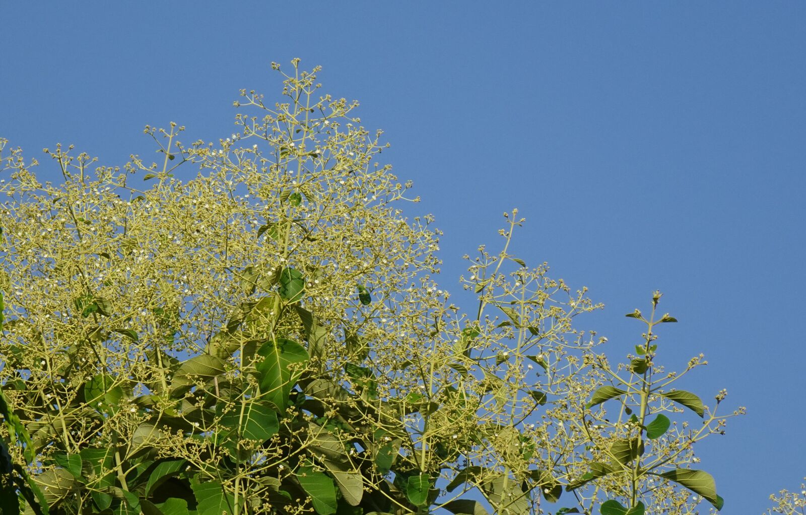 Sony DSC-WX800 sample photo. Flora, teak, tree photography