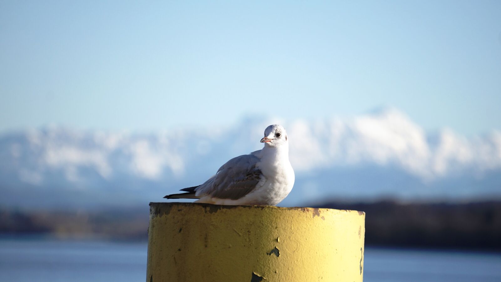 Sony E 55-210mm F4.5-6.3 OSS sample photo. Seagull, lake constance, port photography