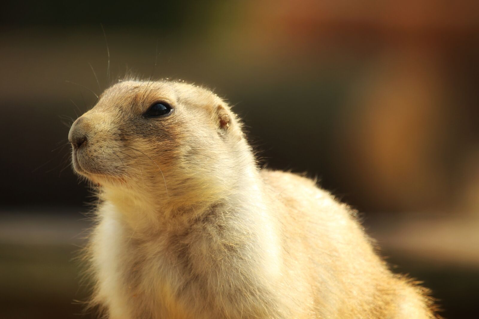 Canon EF-S 55-250mm F4-5.6 IS STM sample photo. Mammal, animal world, cute photography