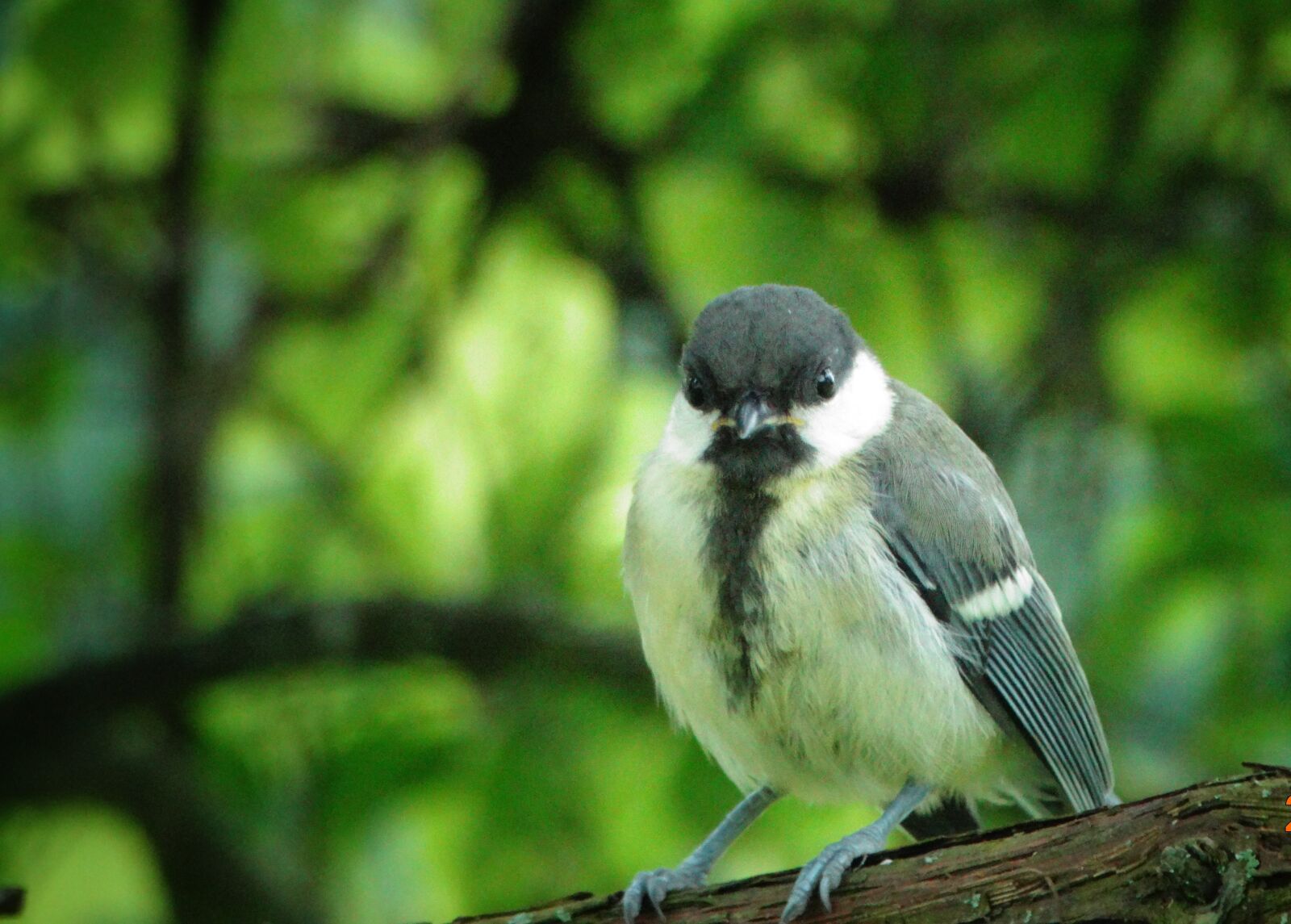 Sony Cyber-shot DSC-HX300 sample photo. Tit, bird, songbird photography