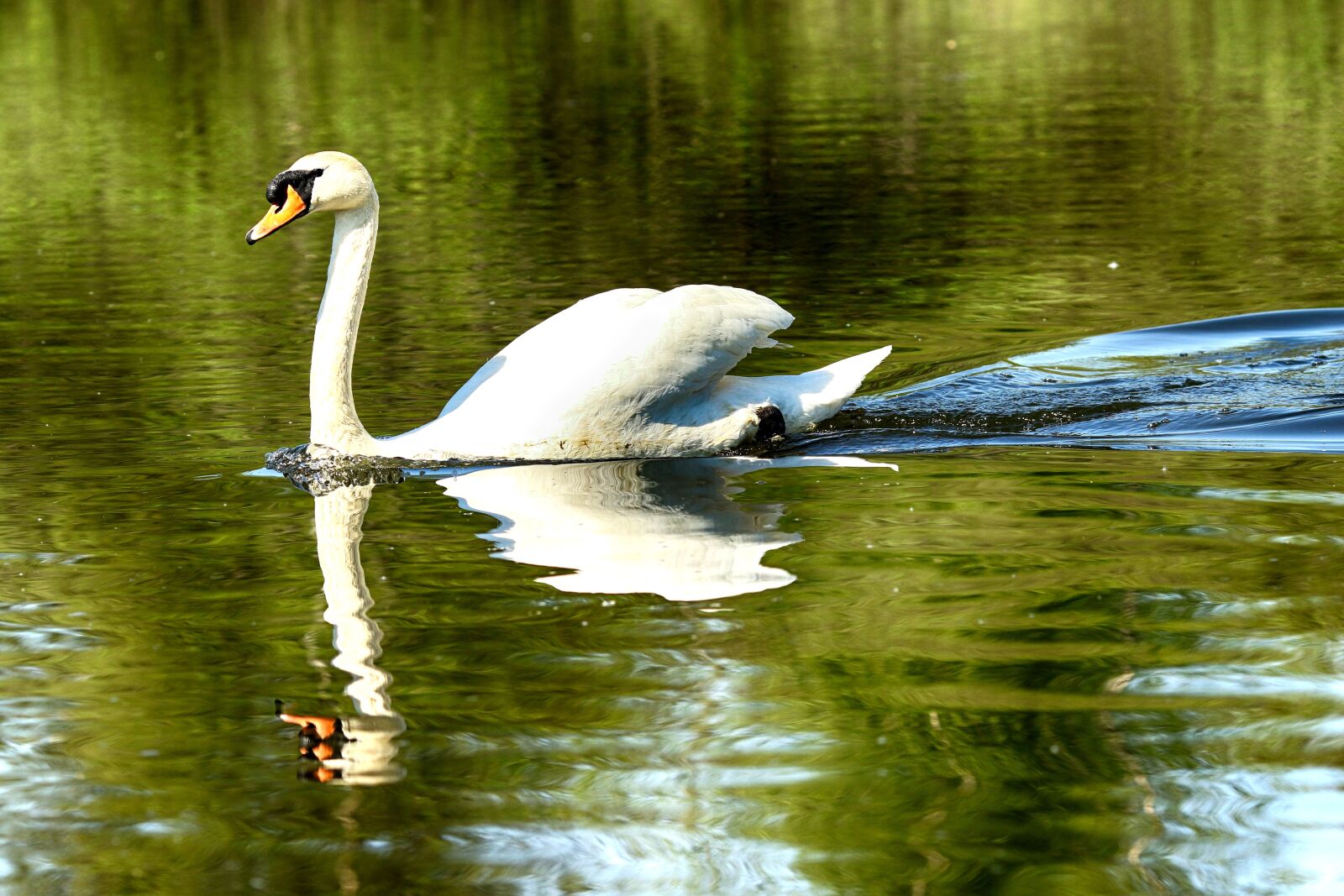 Canon EOS 7D Mark II + Canon EF 135mm F2L USM sample photo. Swan, lake, nature photography