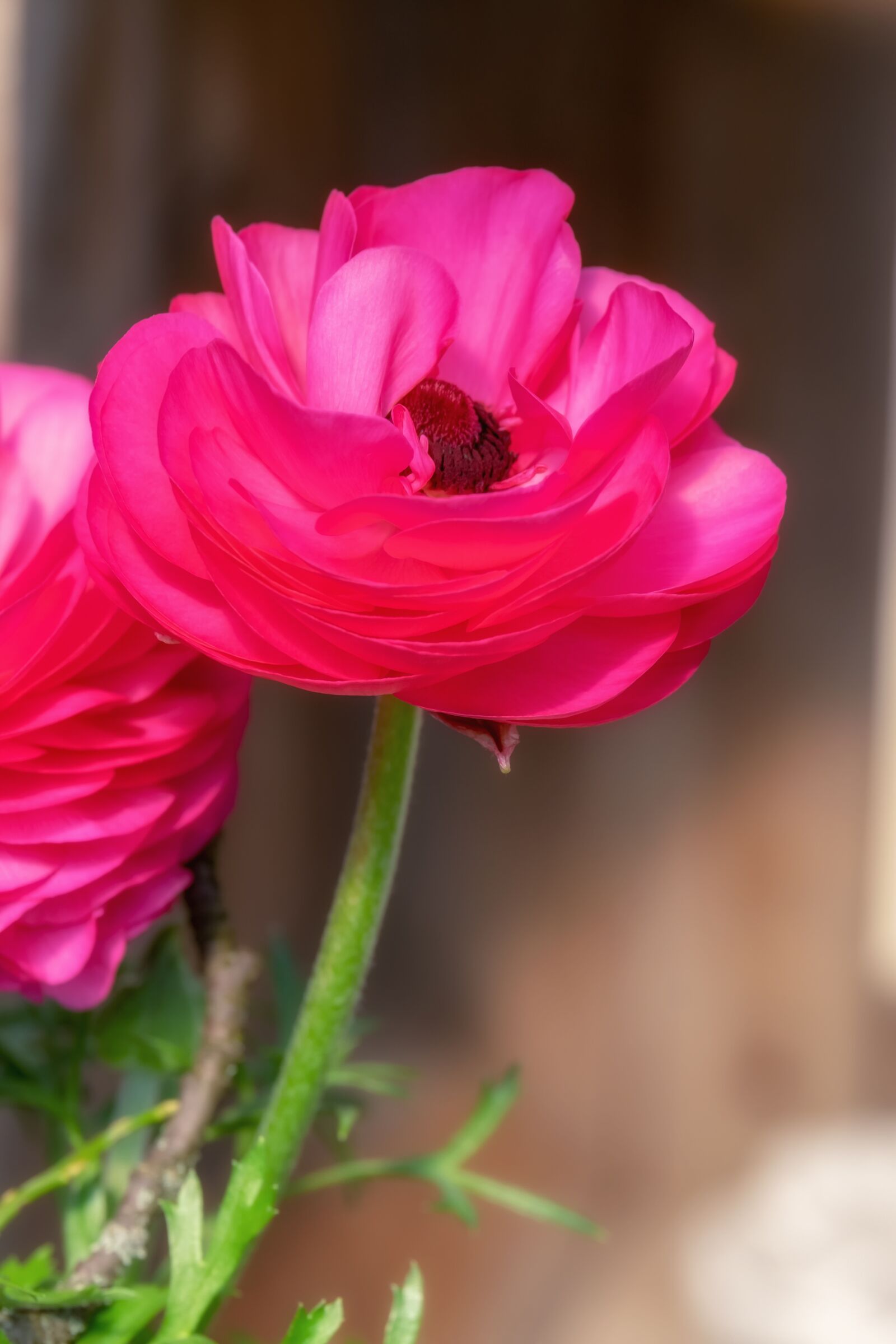 Fujifilm XF 55-200mm F3.5-4.8 R LM OIS sample photo. Ranunculus, flower, blossom photography