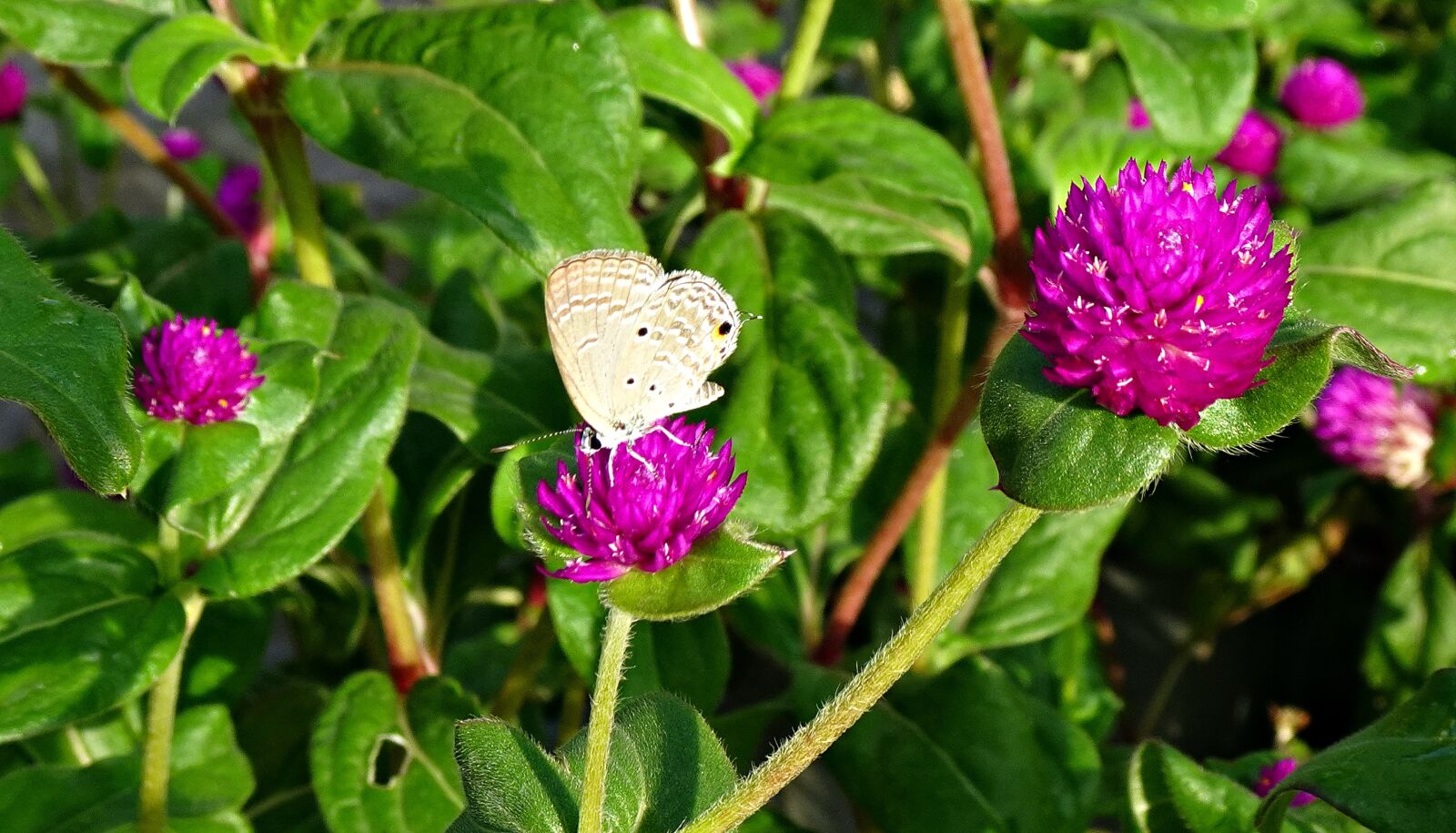 Sony DSC-WX800 sample photo. Butterfly, luthrodes pandava, plains photography
