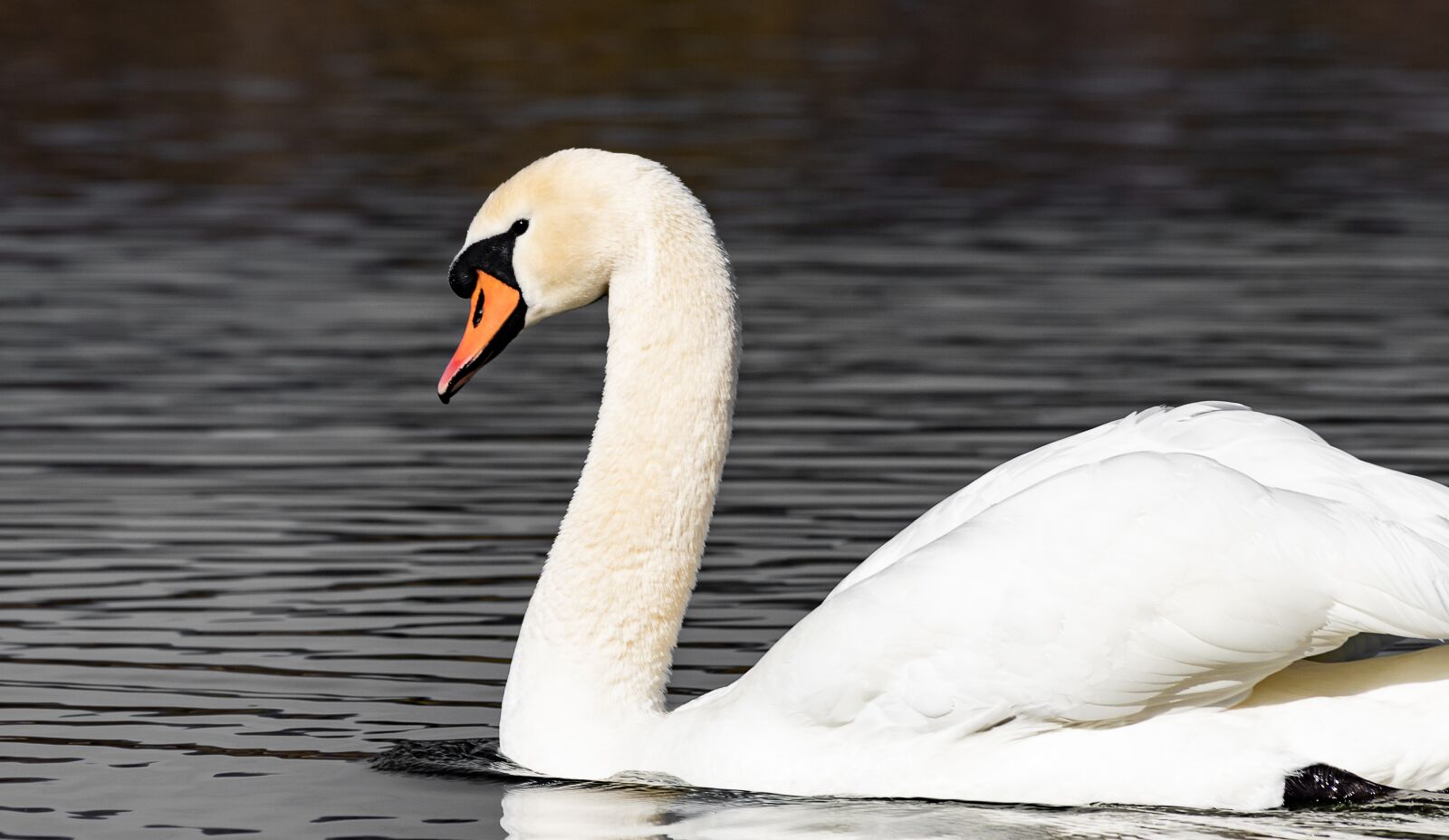 Canon EF 70-300mm F4-5.6 IS USM sample photo. Swan, bird, animal photography