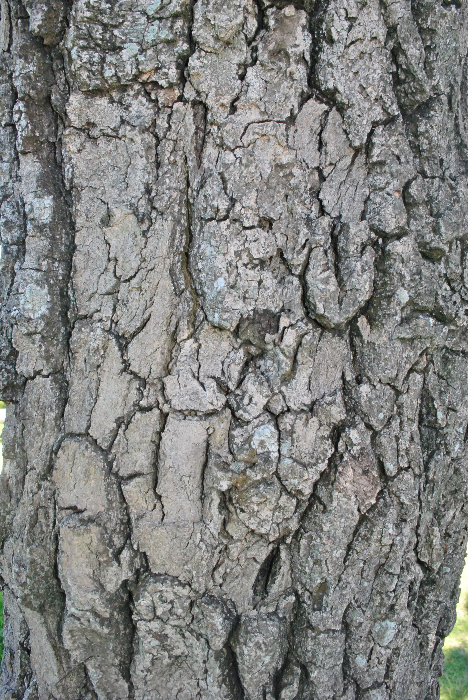 Nikon D3000 sample photo. Bark, tree, trunk photography