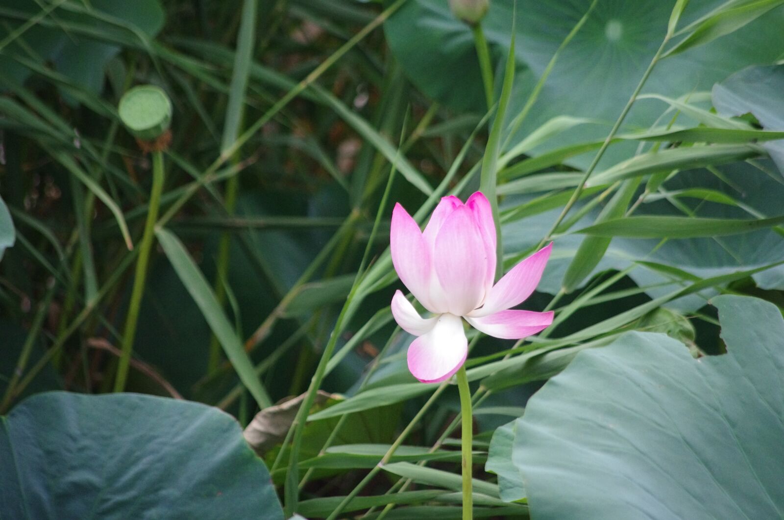 Pentax K-5 IIs sample photo. Picturesque, lotus, baiyangdian photography