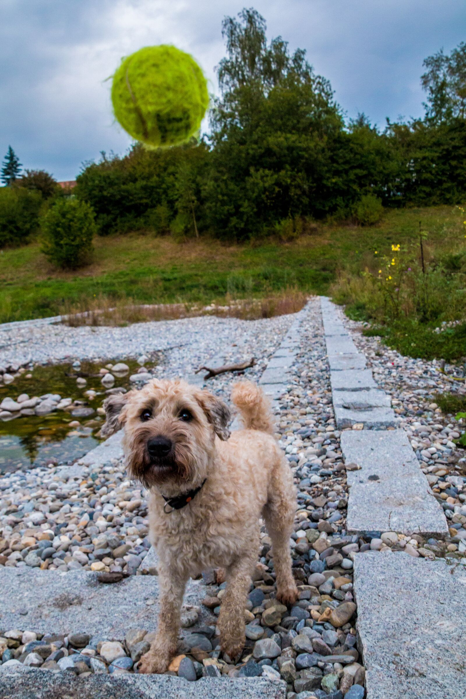 Canon EOS 70D sample photo. Dog, ball, play photography