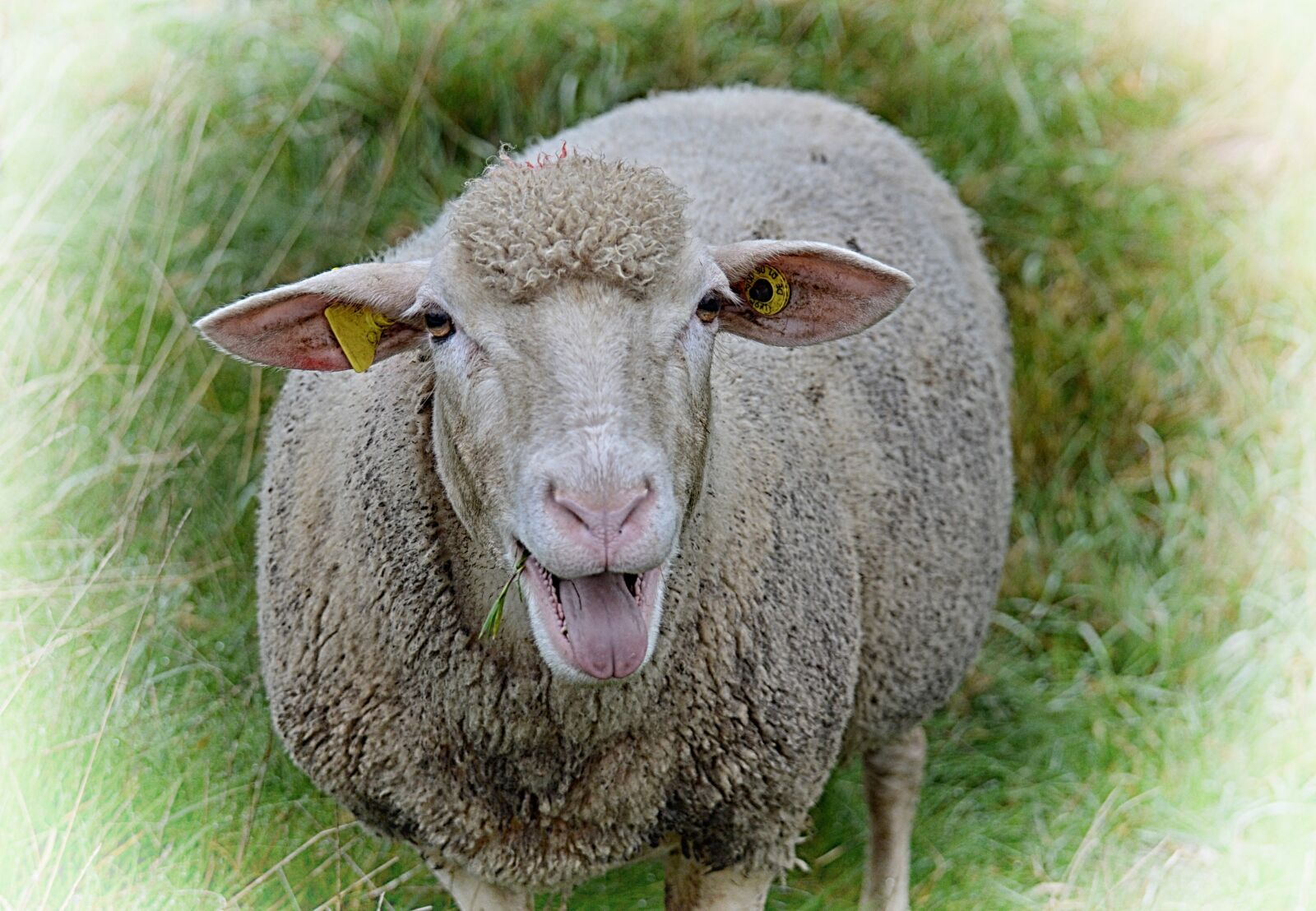 Nikon D3200 sample photo. Sheep, animal, gripe photography