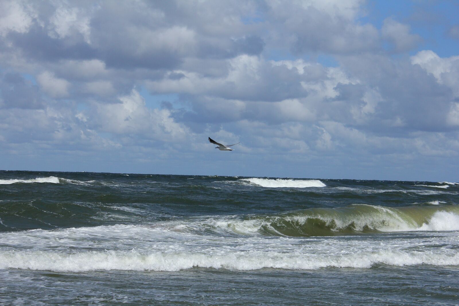Canon EOS 60D sample photo. Sea, wave, seagull photography