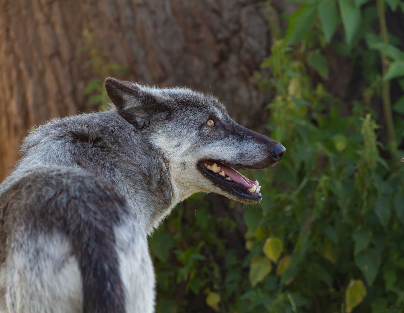 150-600mm F5-6.3 DG OS HSM | Contemporary 015 sample photo. Canadian timber wolf, wolf photography