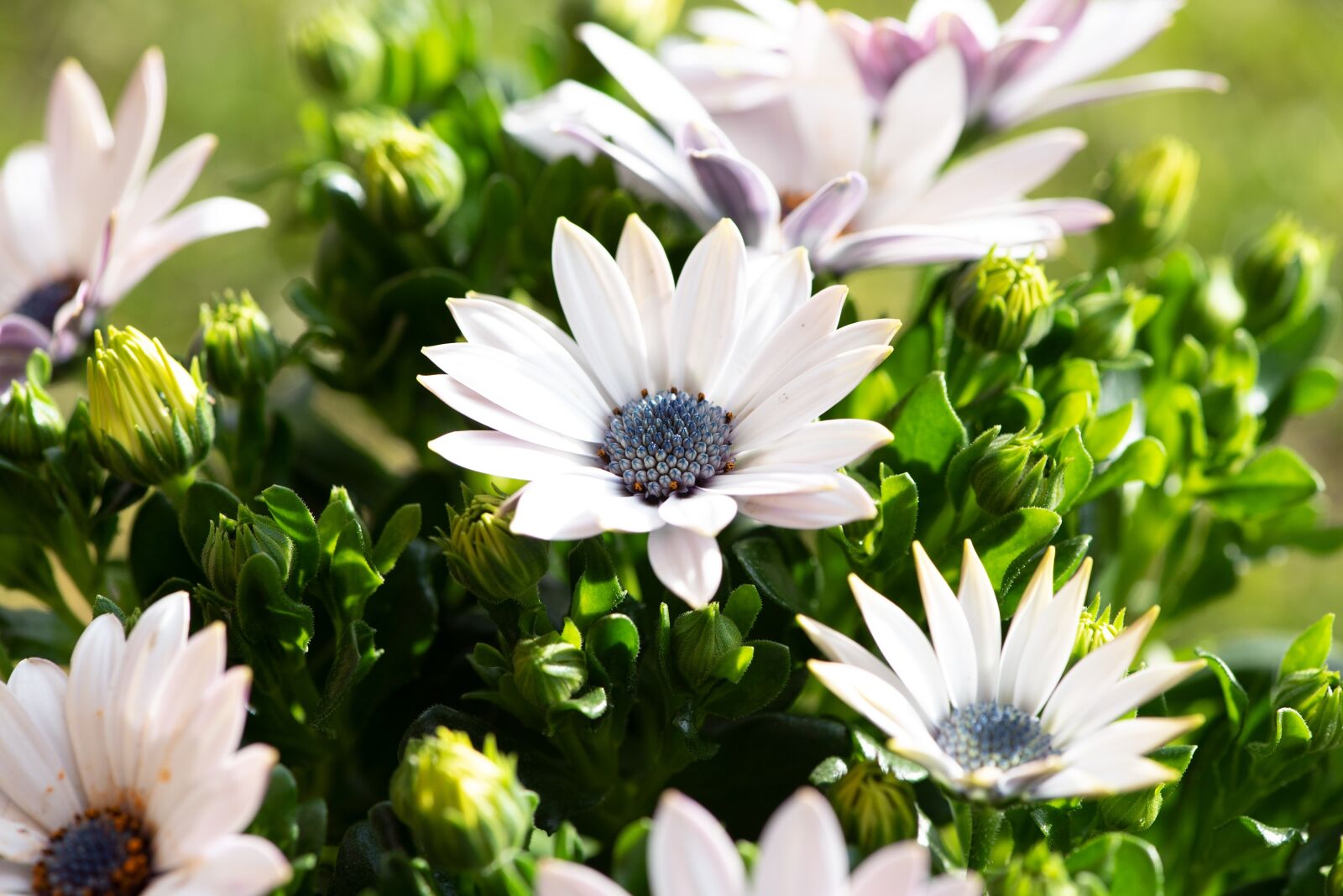Nikon D750 sample photo. Cape daisies, flowers, white photography