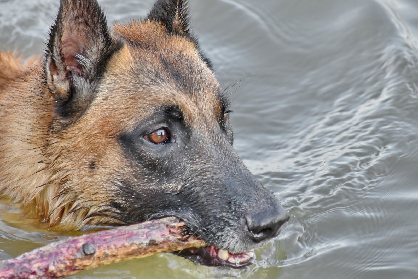 Nikon D5500 sample photo. Mouth, shepherd dog, teeth photography