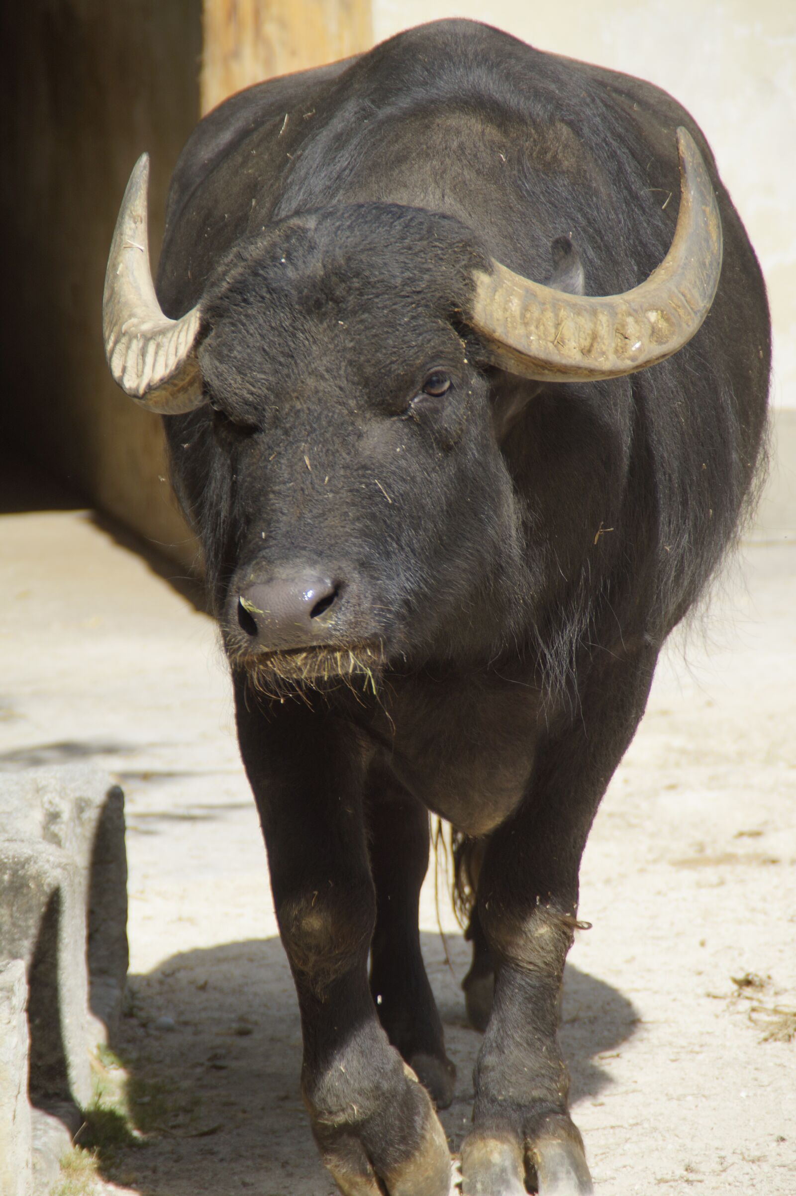 Sony SLT-A58 sample photo. Buffalo, water buffalo, horns photography