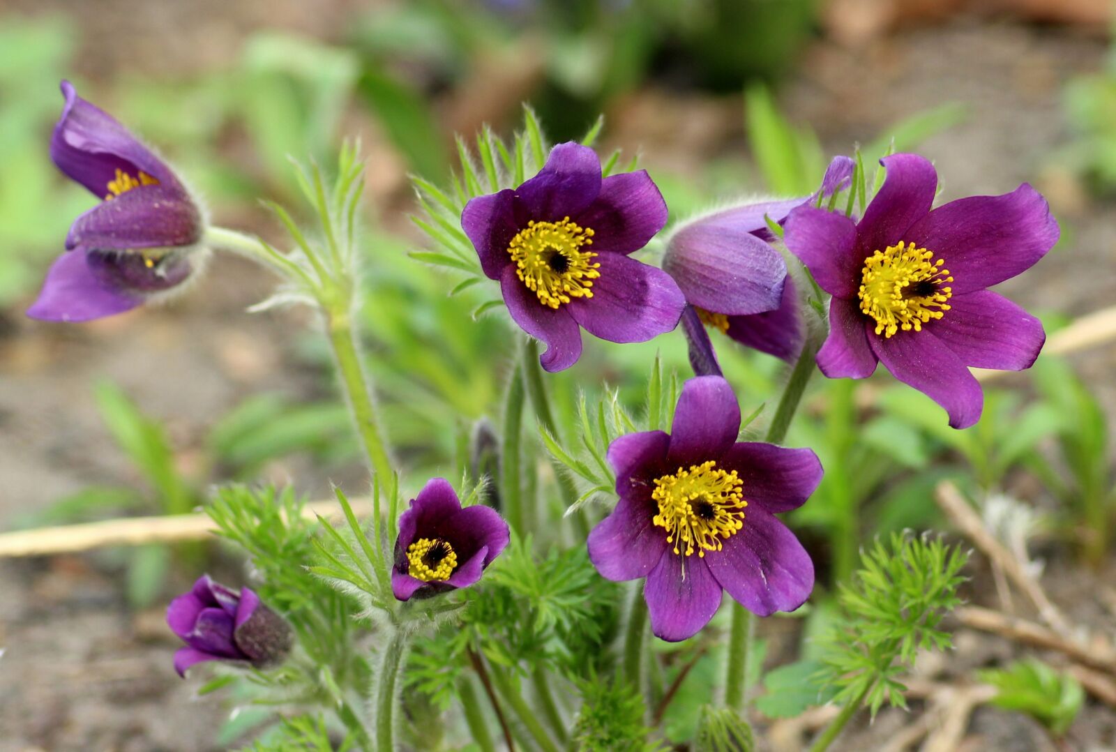 Canon EOS 1200D (EOS Rebel T5 / EOS Kiss X70 / EOS Hi) sample photo. Sasanki, spring flowers, violet photography