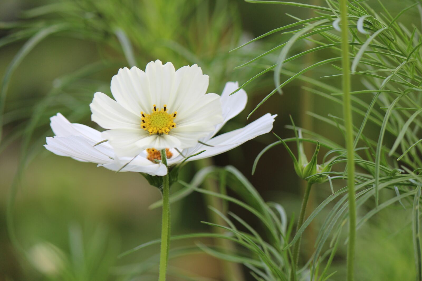 Canon EF-S 55-250mm F4-5.6 IS II sample photo. Cosmos, white petals, nature photography
