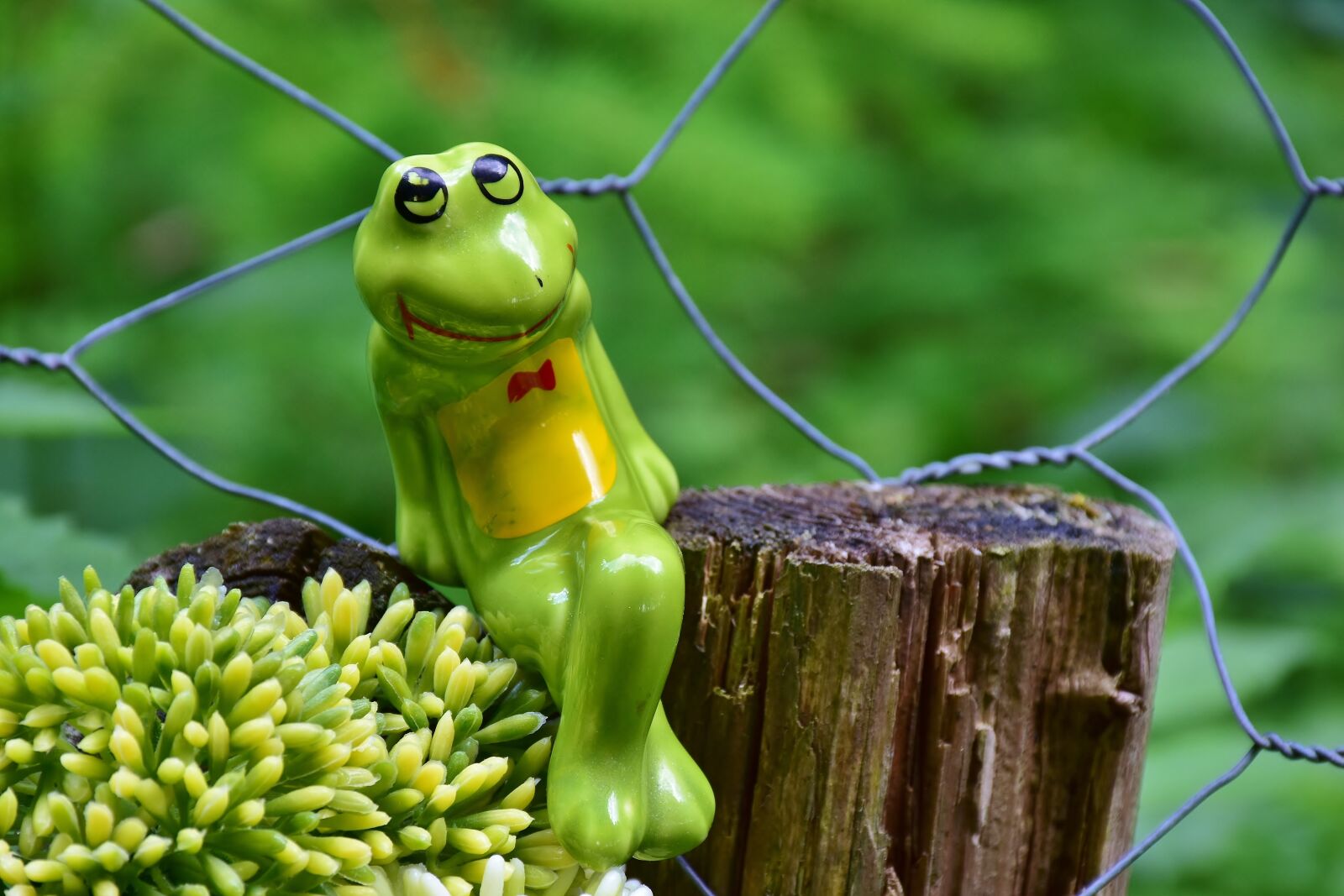 Nikon D7200 sample photo. Frog, pose, heart photography