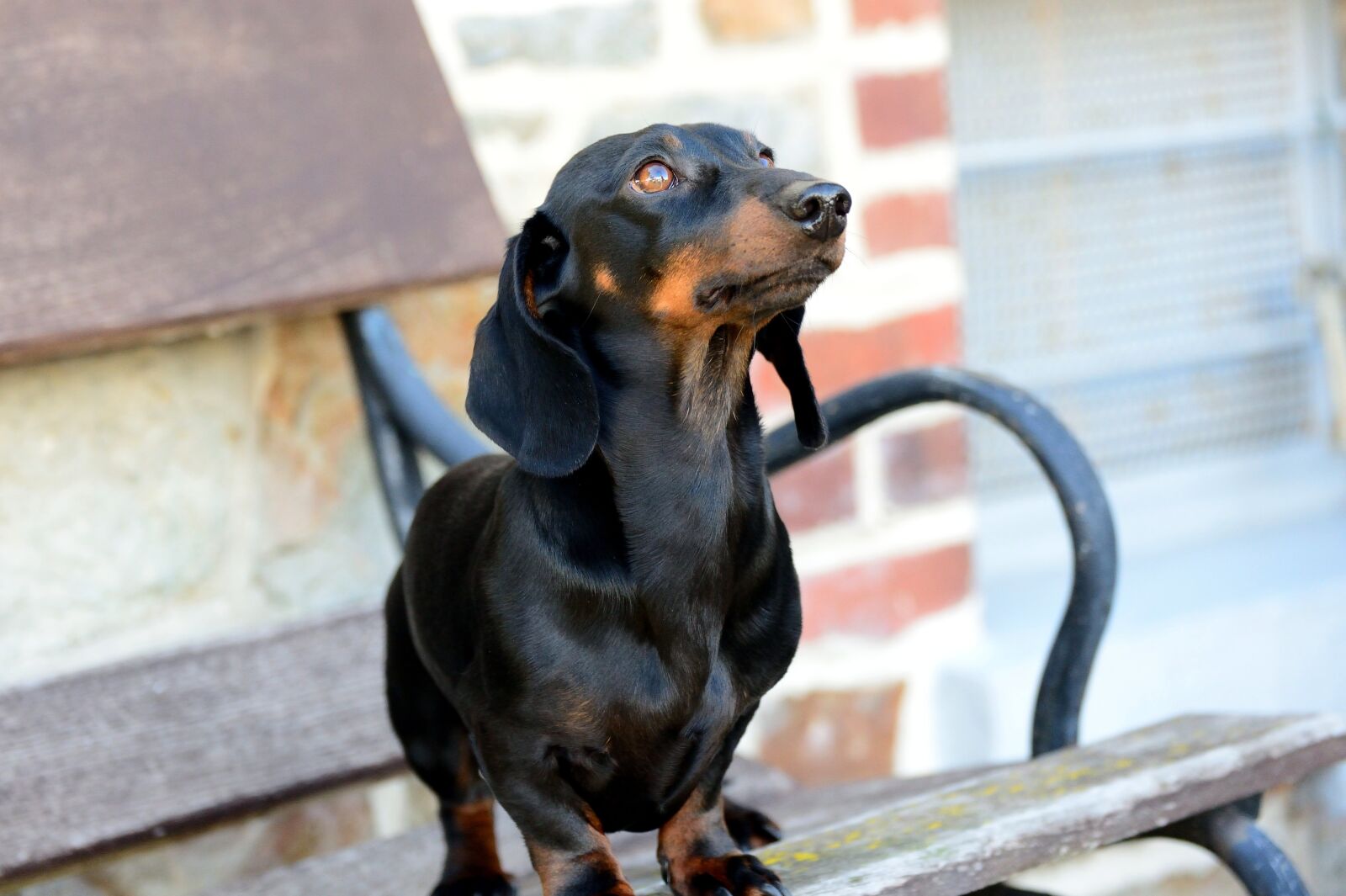 Nikon D610 sample photo. Dachshund, dog, male photography