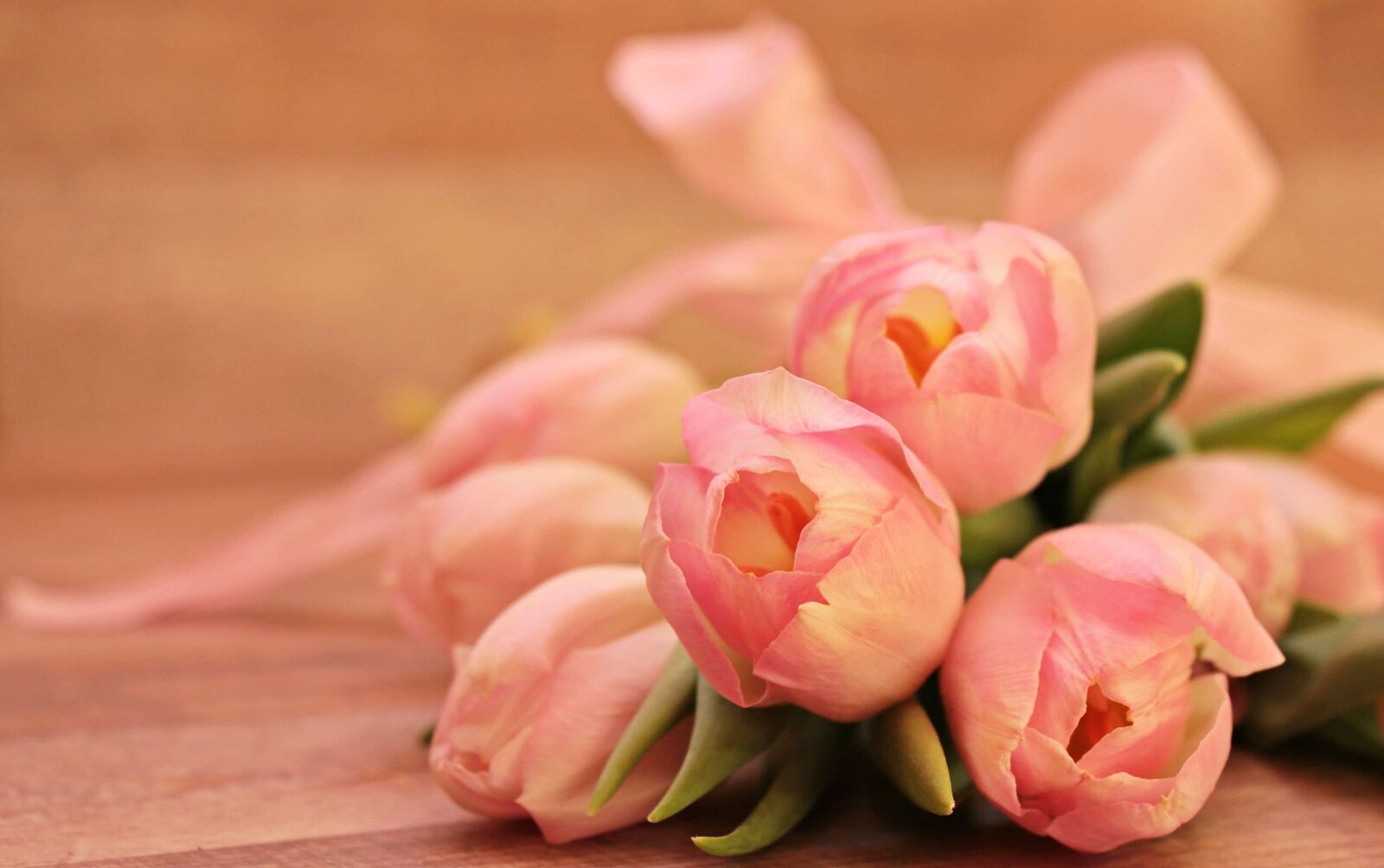 Canon EOS 550D (EOS Rebel T2i / EOS Kiss X4) sample photo. Flower, nature, pink, petal photography