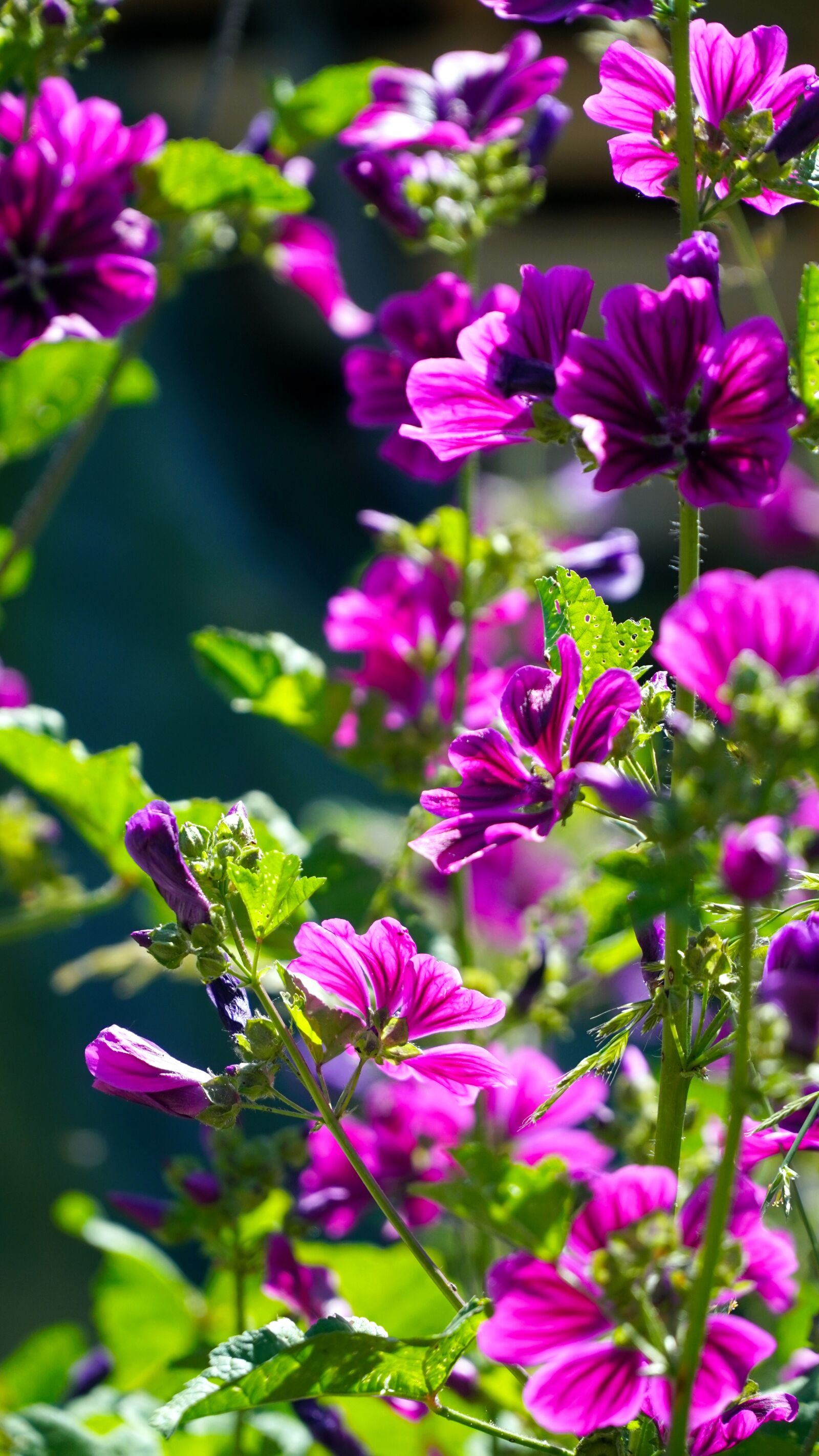 Sony E PZ 18-105mm F4 G OSS sample photo. Flowers, blossom, bloom photography