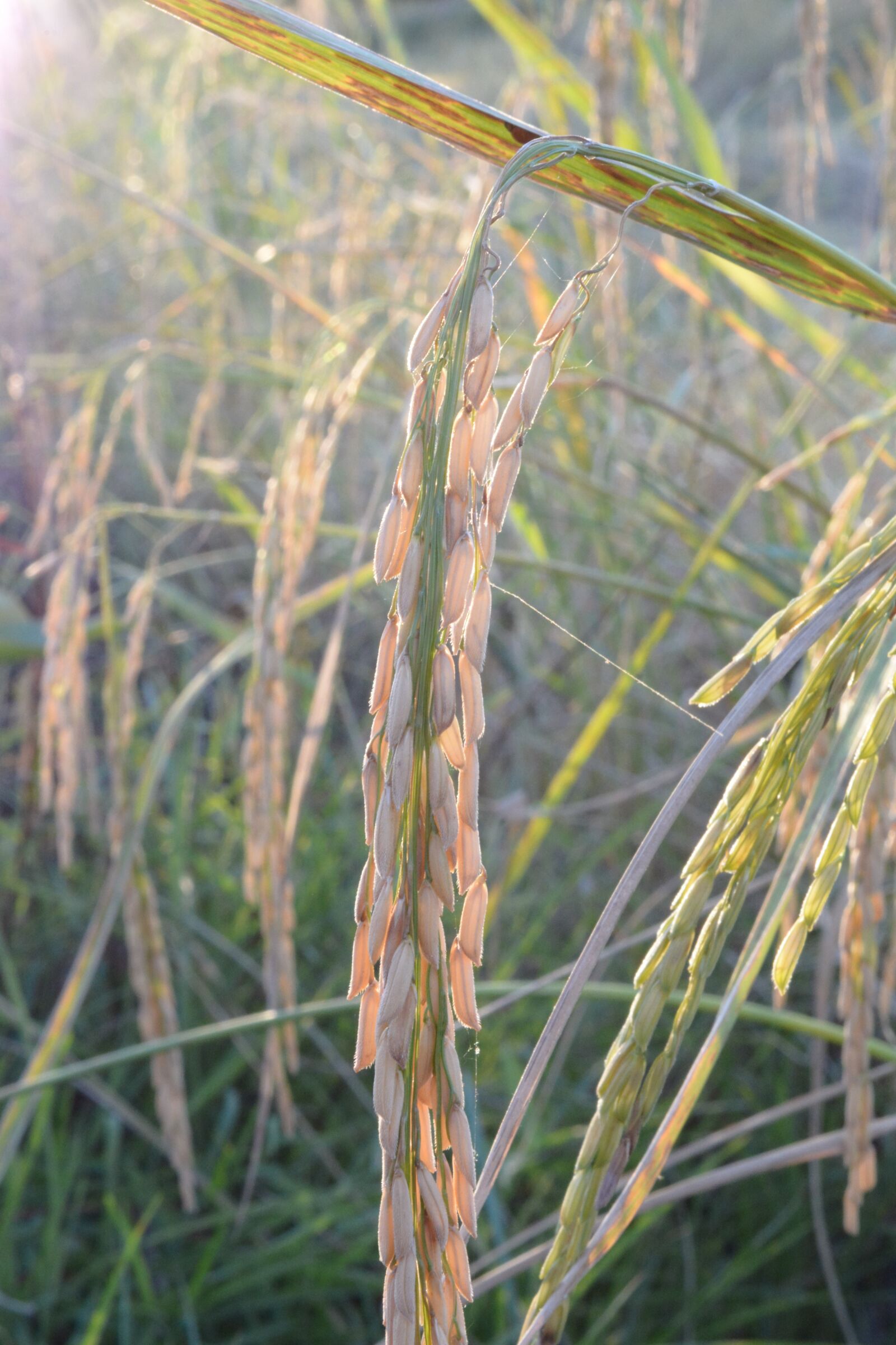 Nikon D7100 sample photo. Rice, a grain of photography