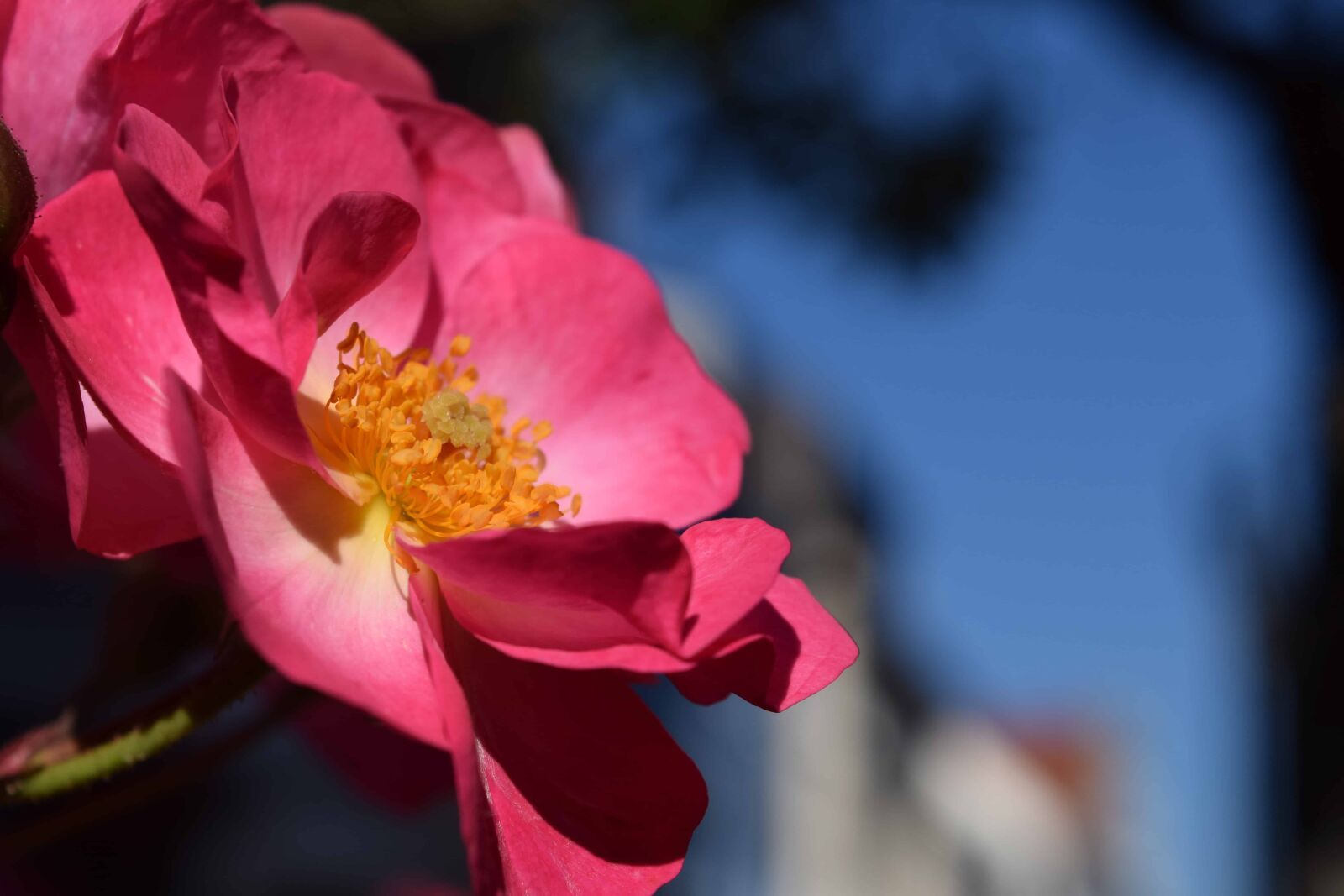 Nikon D3300 sample photo. Flower, nature, plant, rose photography