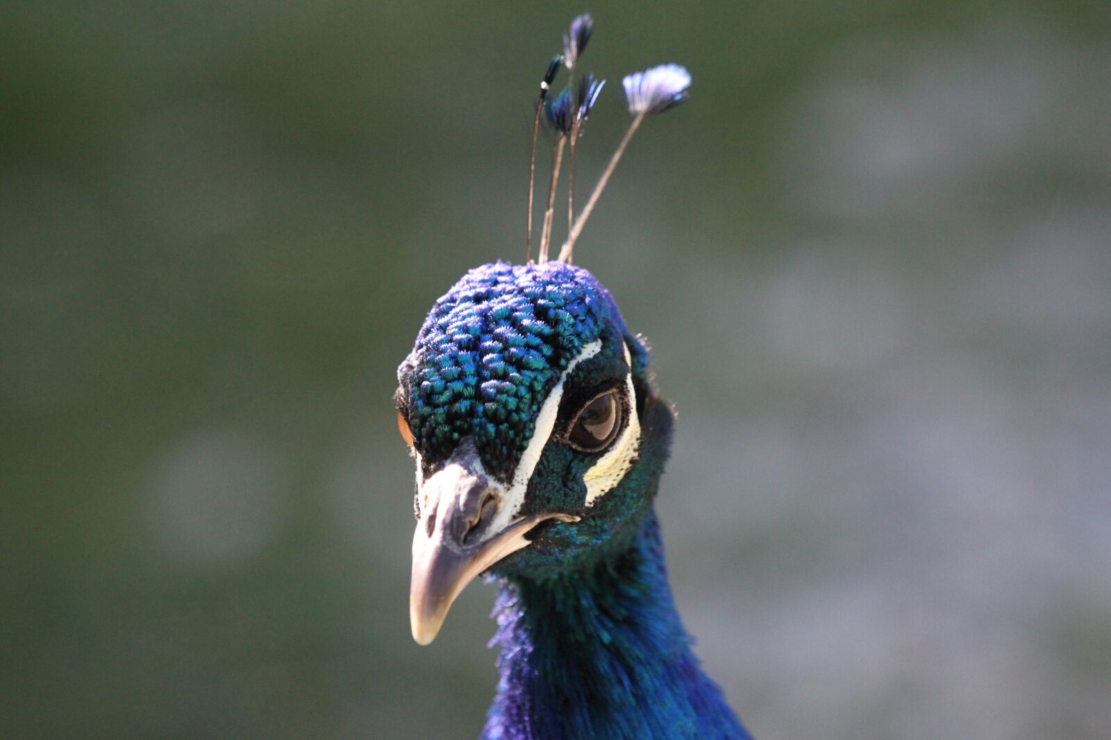 Canon EOS 500D (EOS Rebel T1i / EOS Kiss X3) sample photo. Peacock, head, tropical photography