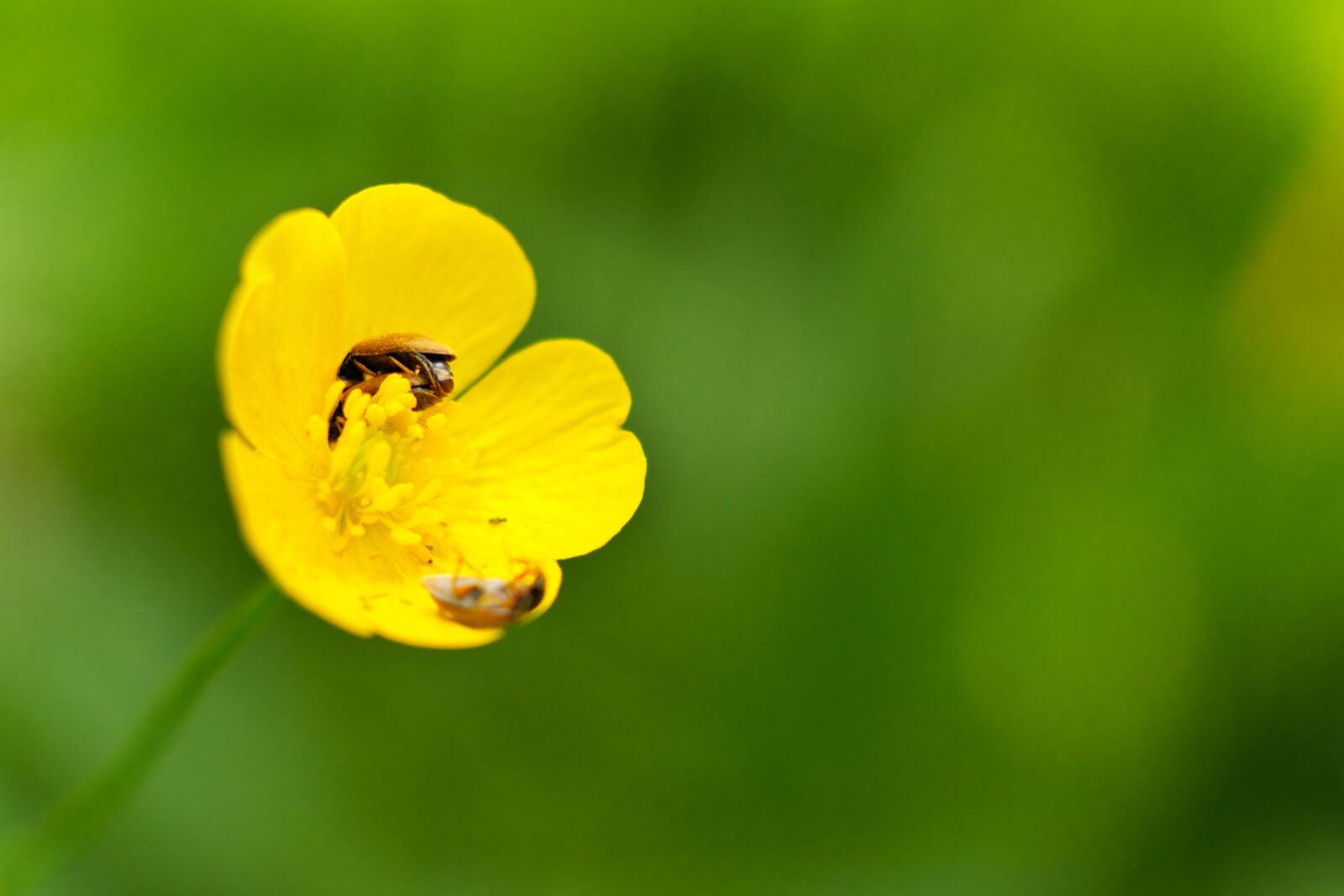 Fujifilm X-T20 sample photo. Flower, kaczeniec, meadow photography