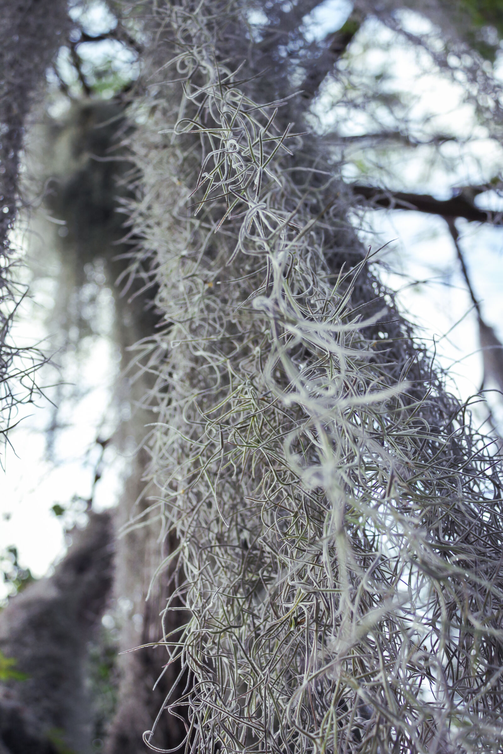 Canon EOS 500D (EOS Rebel T1i / EOS Kiss X3) sample photo. Forest, nature, plant, tree photography
