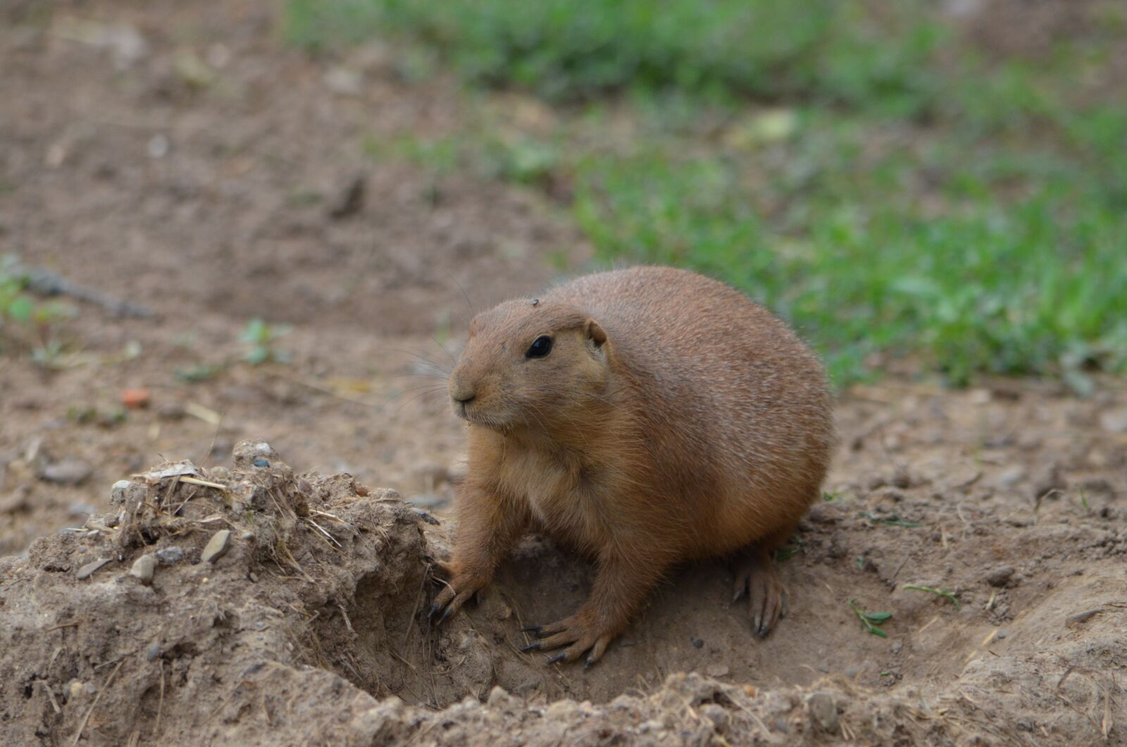 Nikon D7000 sample photo. Prairie dog, animal, woods photography