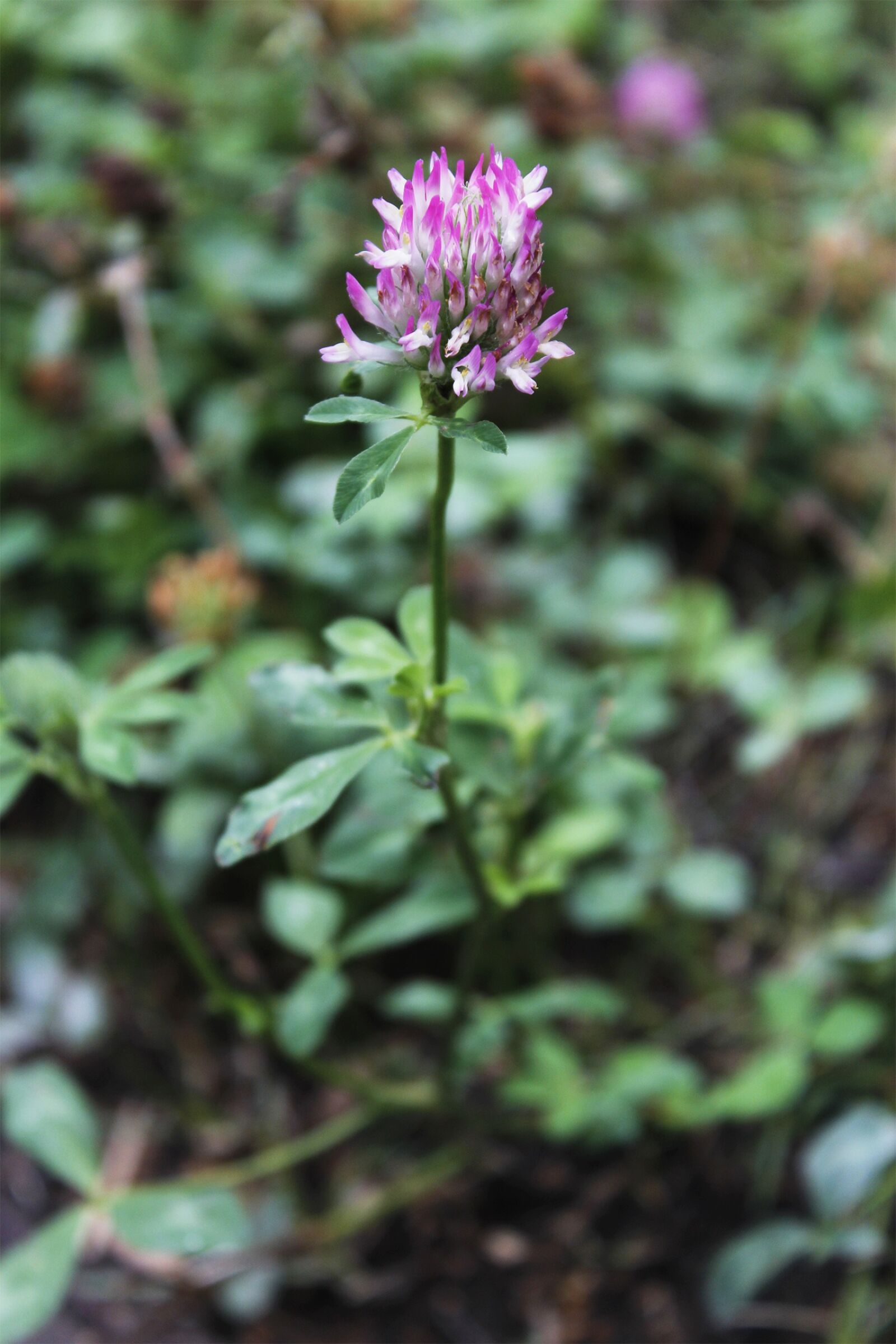 Canon EOS 1200D (EOS Rebel T5 / EOS Kiss X70 / EOS Hi) sample photo. Klee, plant, red clover photography