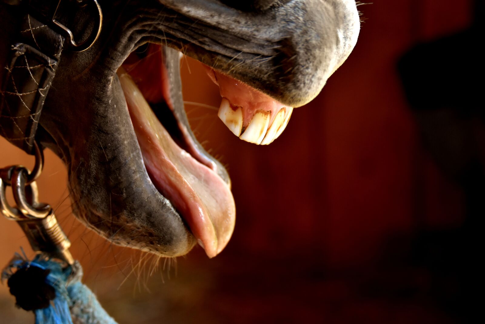 Nikon D7200 sample photo. Horse, snout, tongue photography