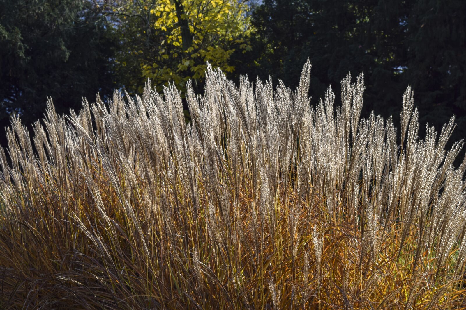 Nikon D3300 sample photo. Grass, nature, landscape photography