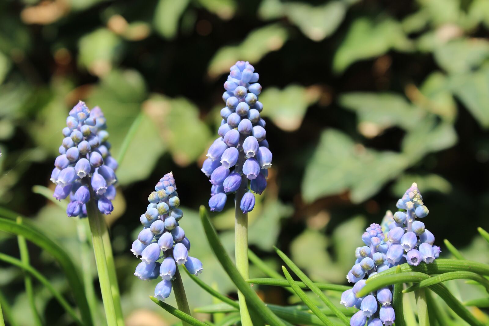 Canon EOS 1200D (EOS Rebel T5 / EOS Kiss X70 / EOS Hi) sample photo. Armenian grape hyacinth, flower photography