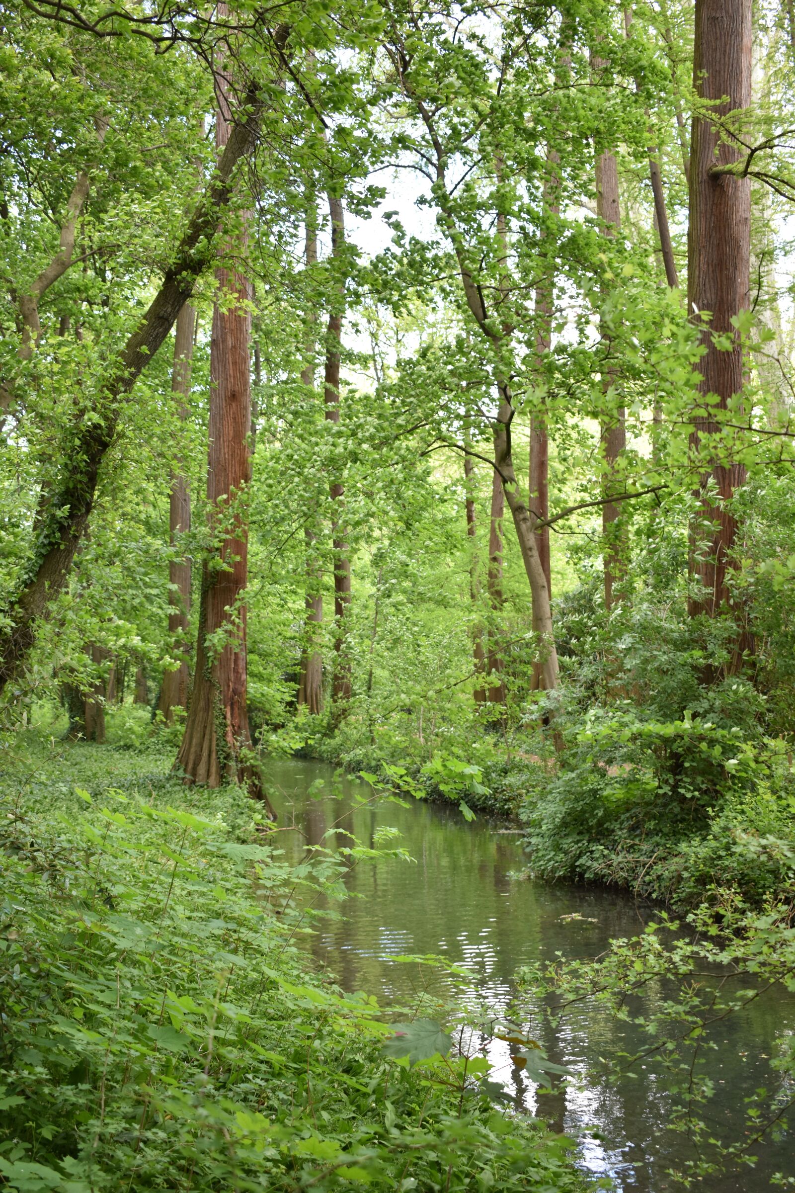 Nikon D3500 sample photo. Lyon, green, three photography