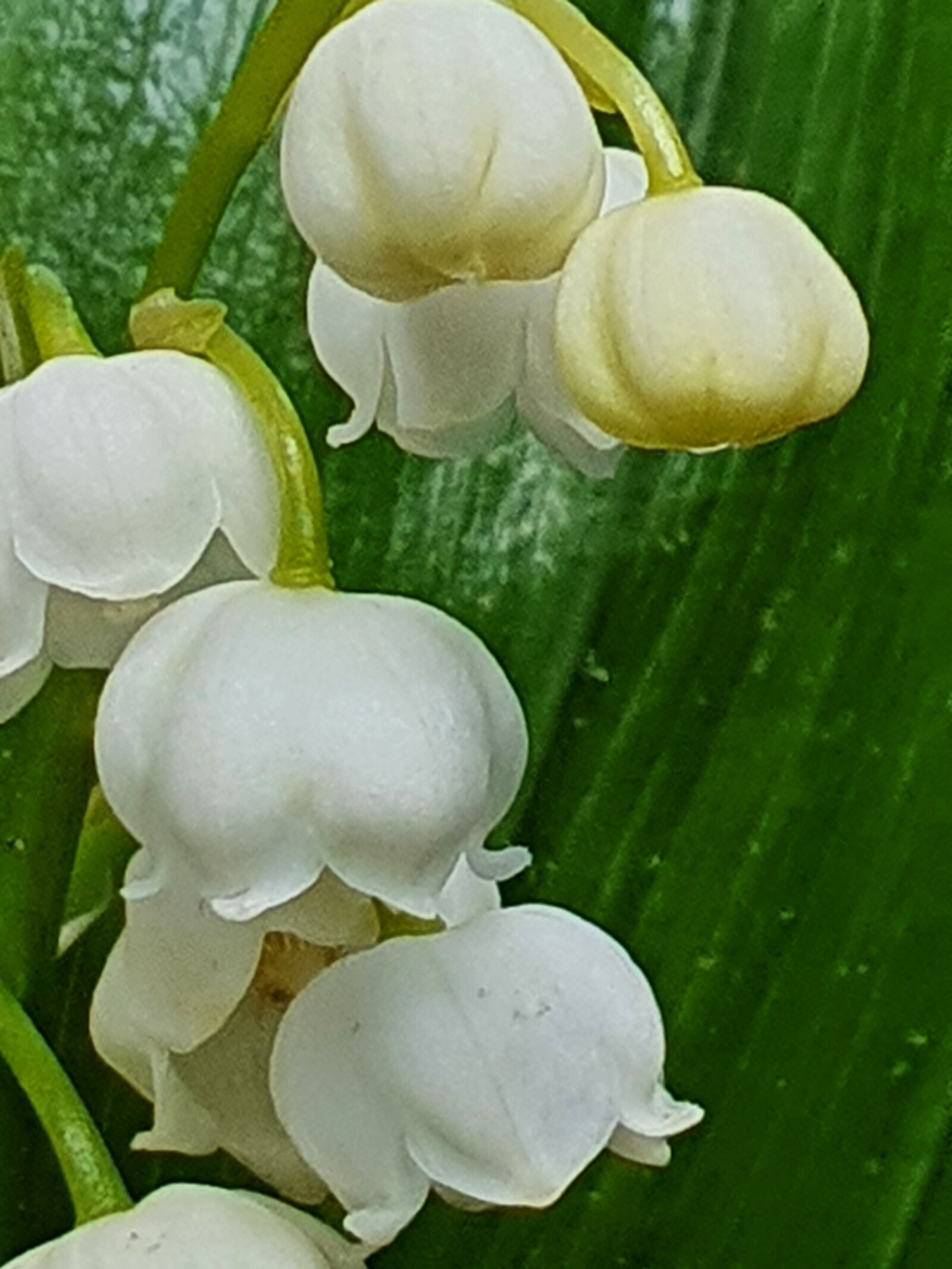 Samsung Galaxy S10+ sample photo. Flowers, lily of the photography