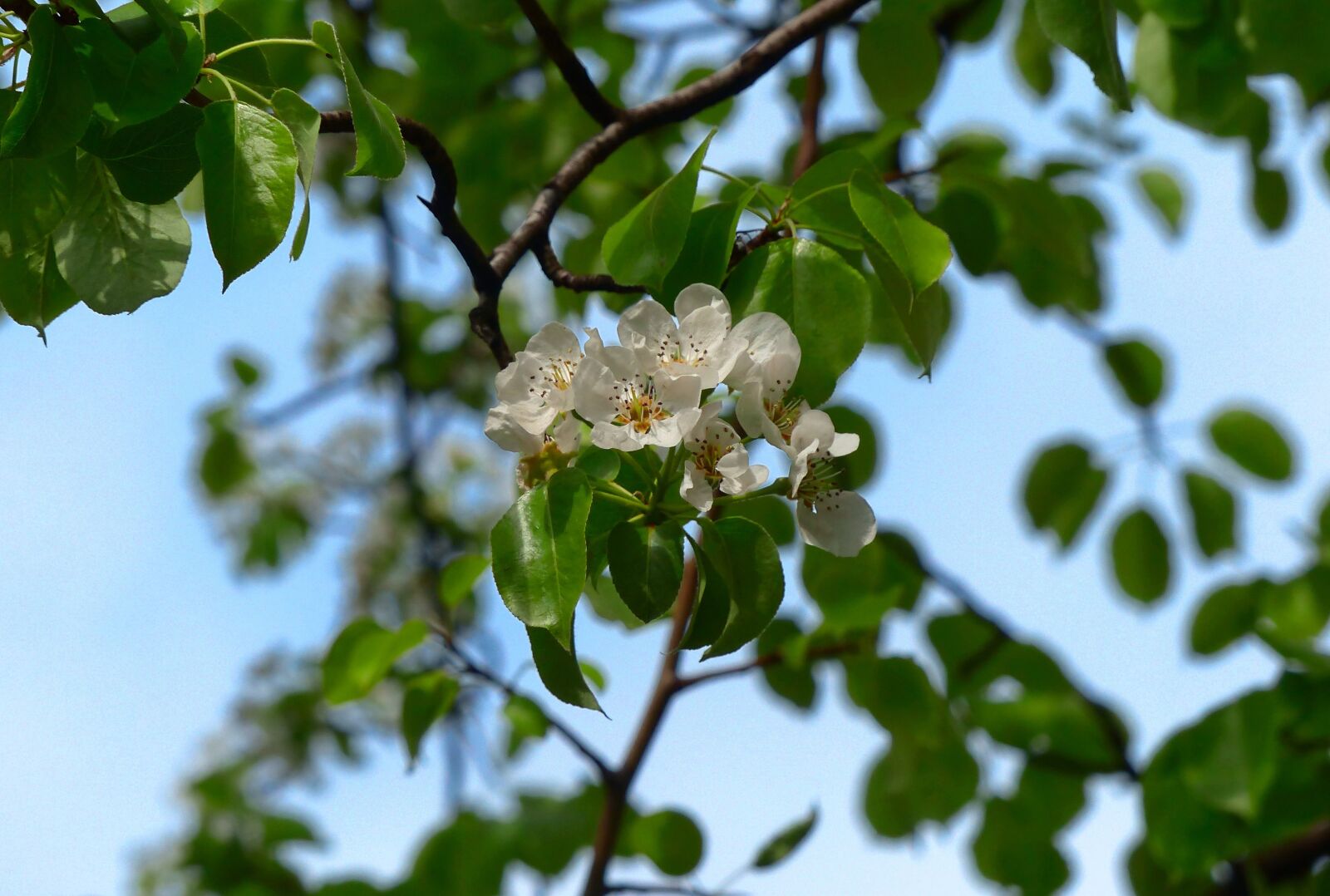 Panasonic Lumix DMC-FZ200 sample photo. Apple tree, bloom, spring photography
