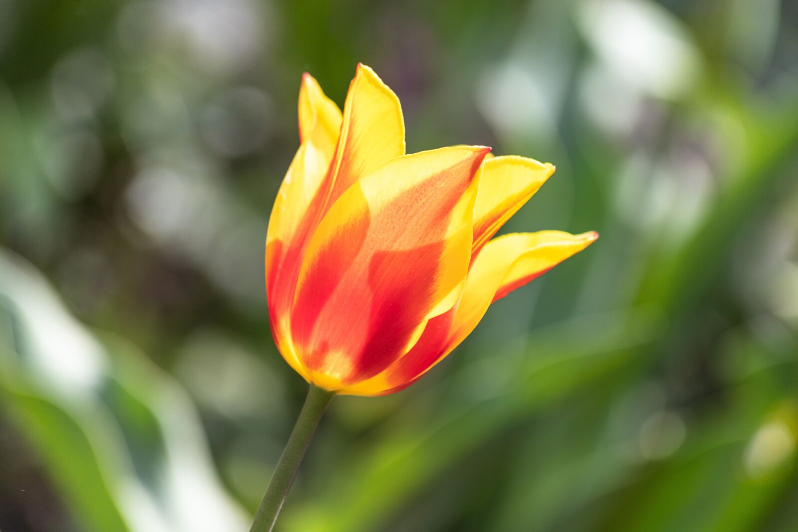 Canon EF 70-300mm F4-5.6 IS USM sample photo. Tulip, ornamental plant, plant photography