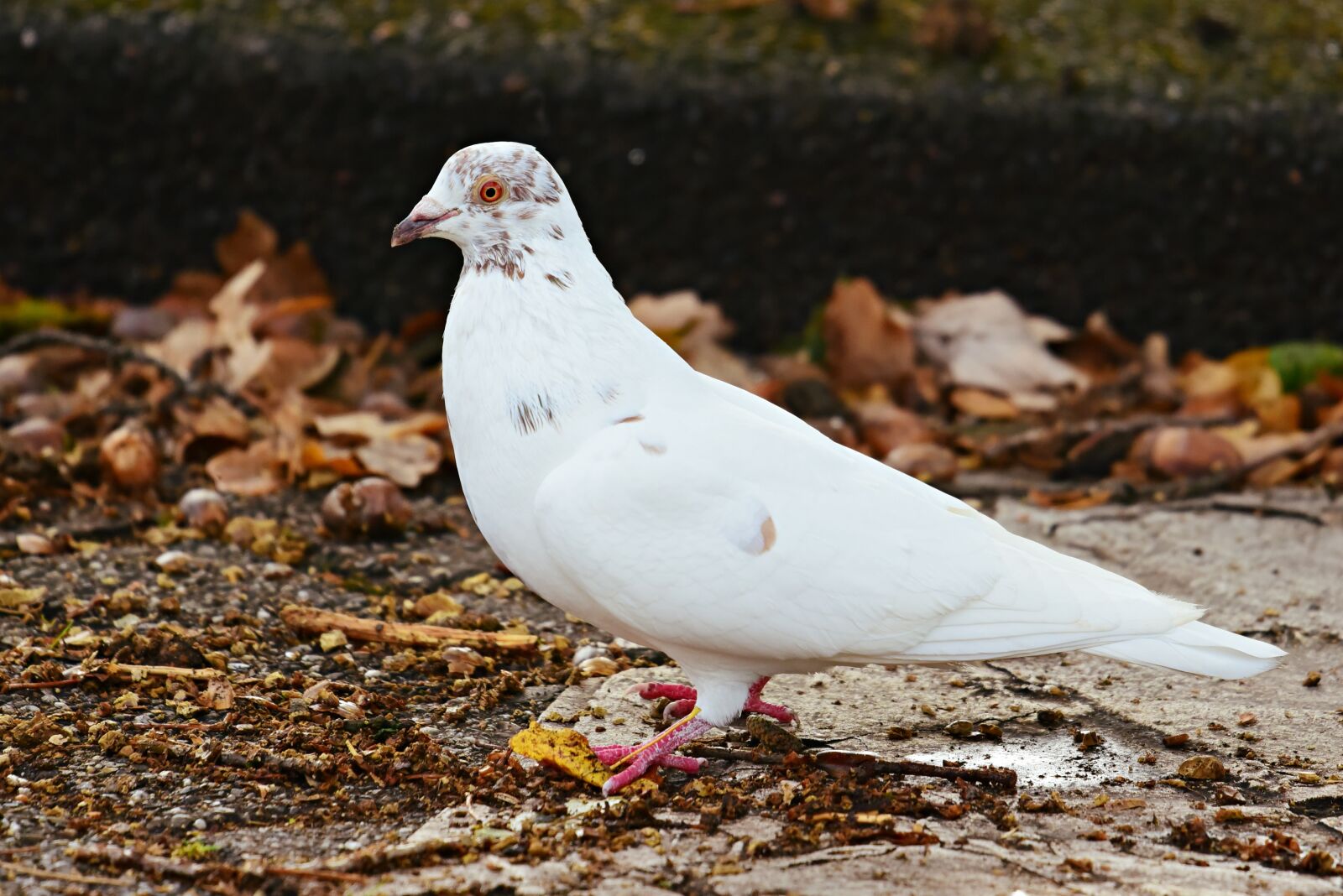 Nikon D750 sample photo. White dove, bird, animal photography