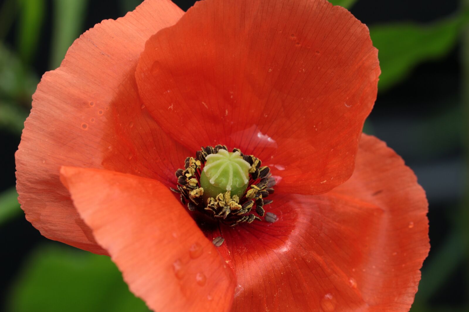 Canon EOS 650D (EOS Rebel T4i / EOS Kiss X6i) sample photo. Poppy, papaver rhoeas, klatschmohn photography