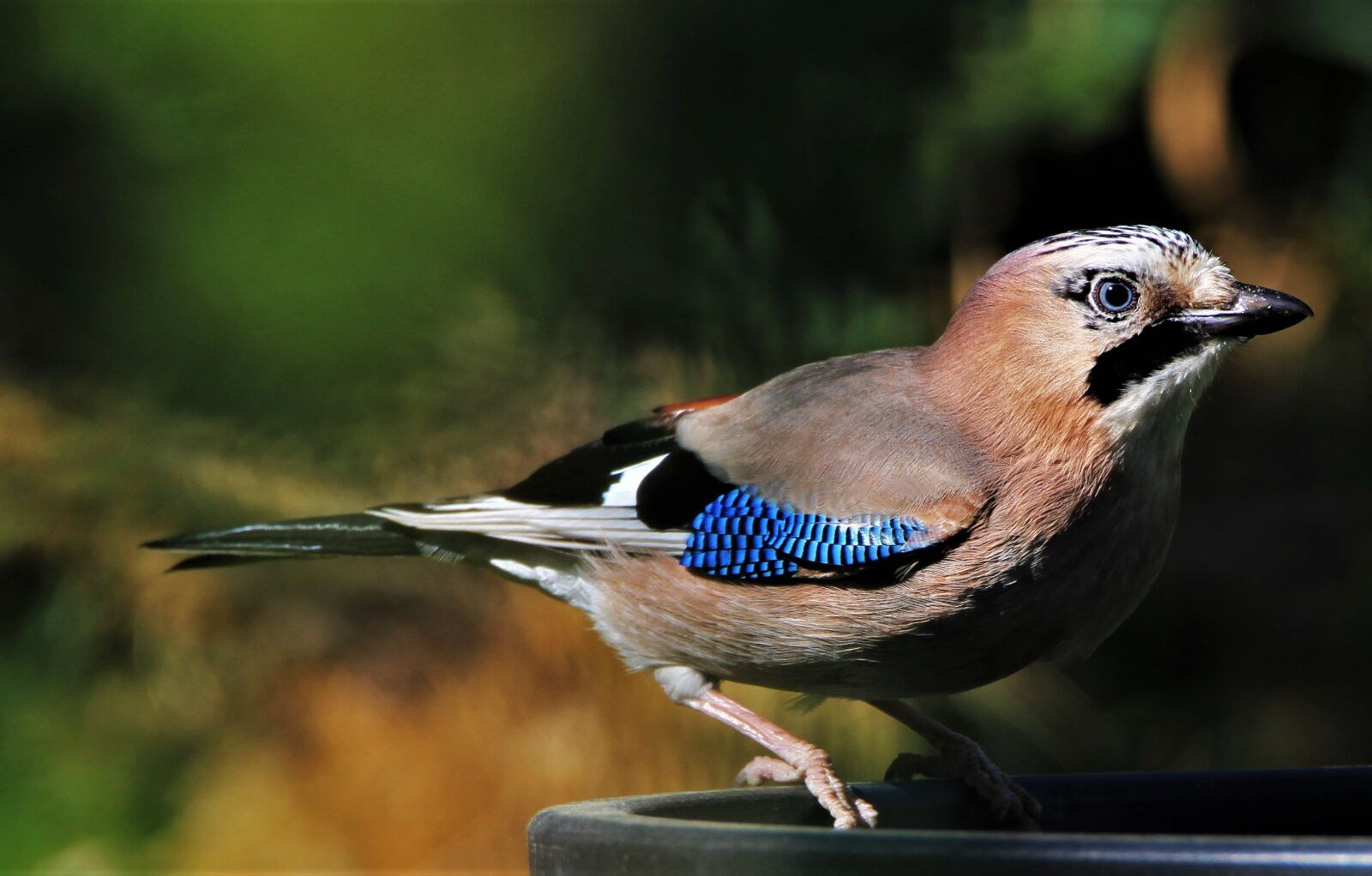 Tamron SP 150-600mm F5-6.3 Di VC USD sample photo. Jay, bird, songbird photography