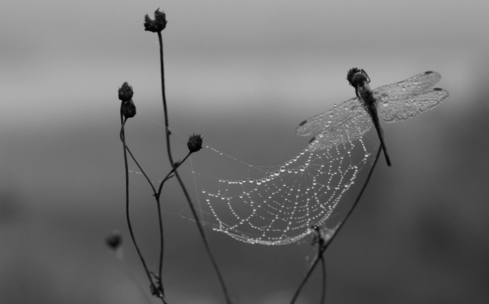Canon EOS 700D (EOS Rebel T5i / EOS Kiss X7i) + Canon EF 85mm F1.8 USM sample photo. Dragonfly, dew, spider web photography