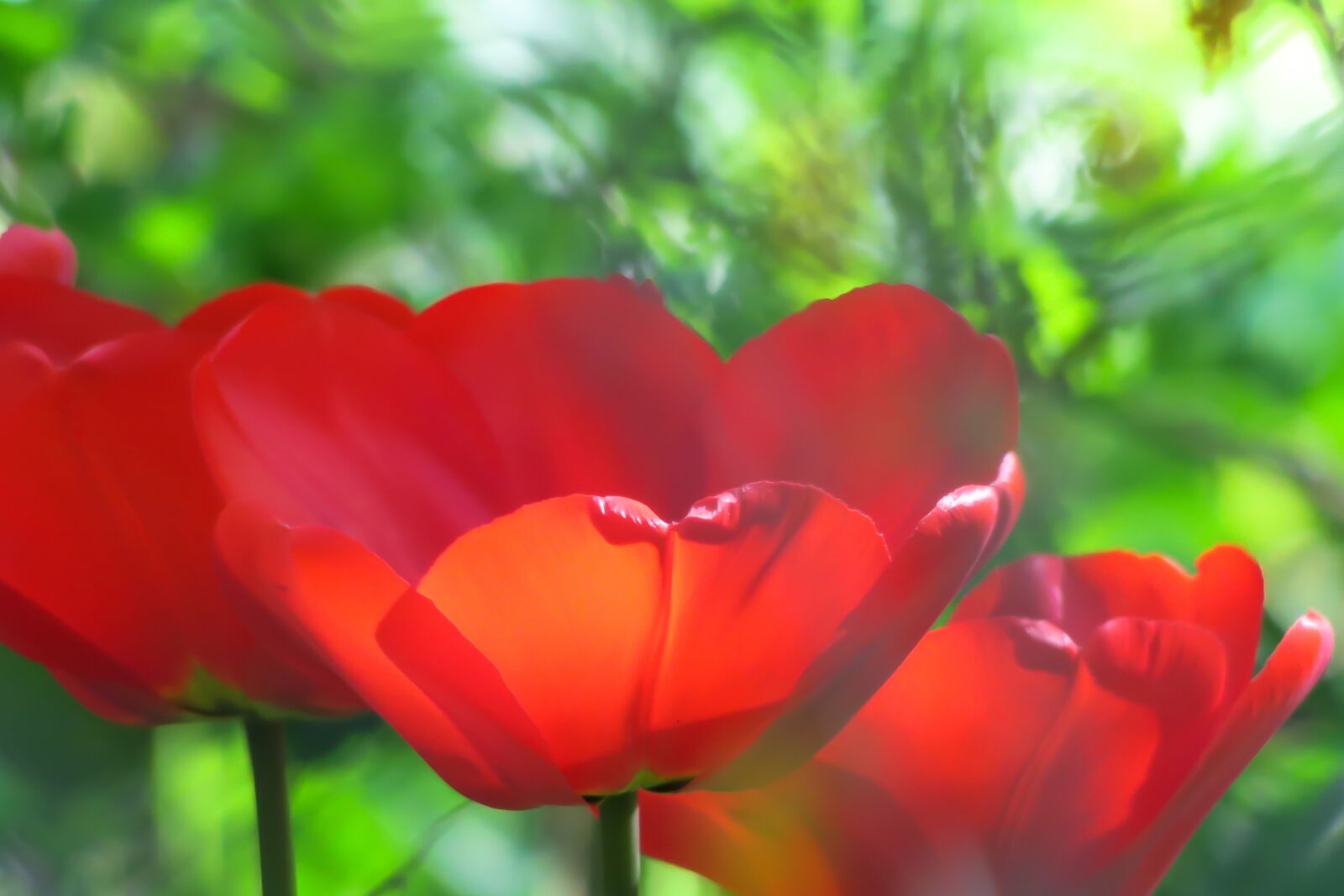 Canon PowerShot G3 X sample photo. Tulip, red, color photography