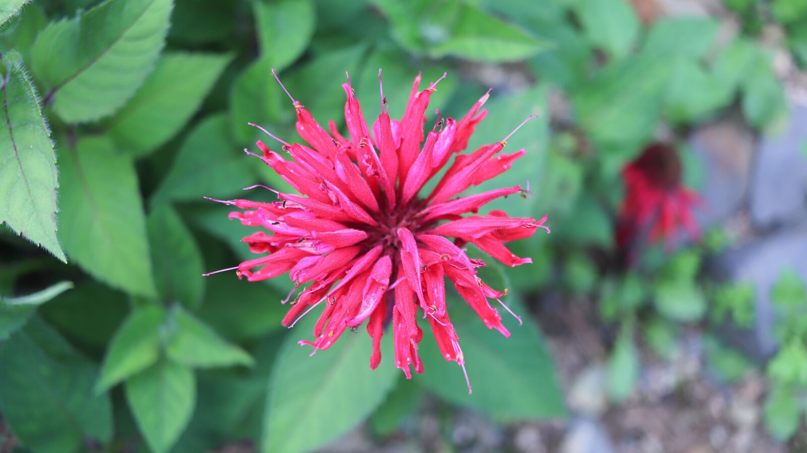Canon EF-S 24mm F2.8 STM sample photo. Bergamot, hub, black tea photography