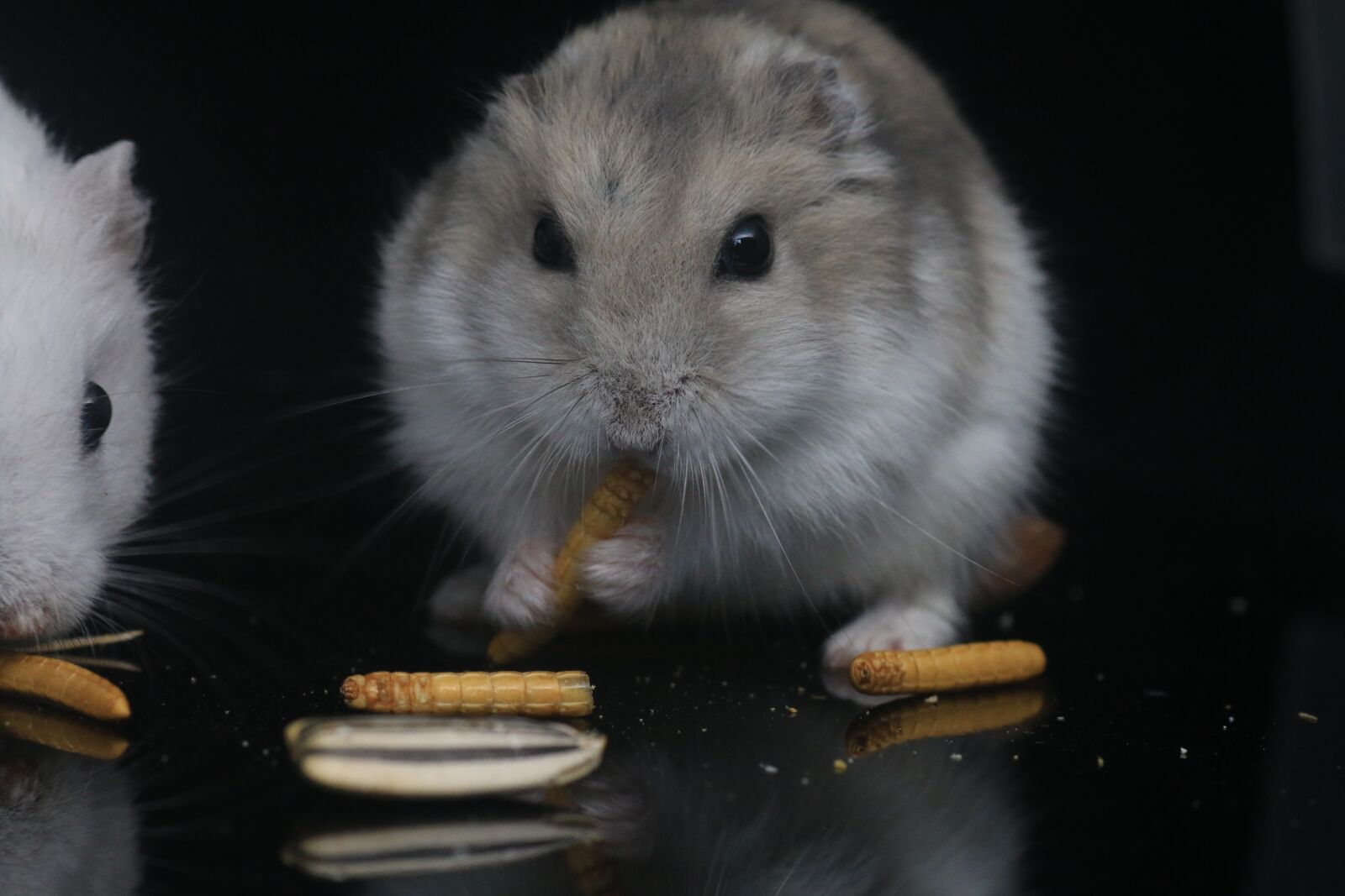 Canon EOS 70D sample photo. Hamster, pets, small animals photography