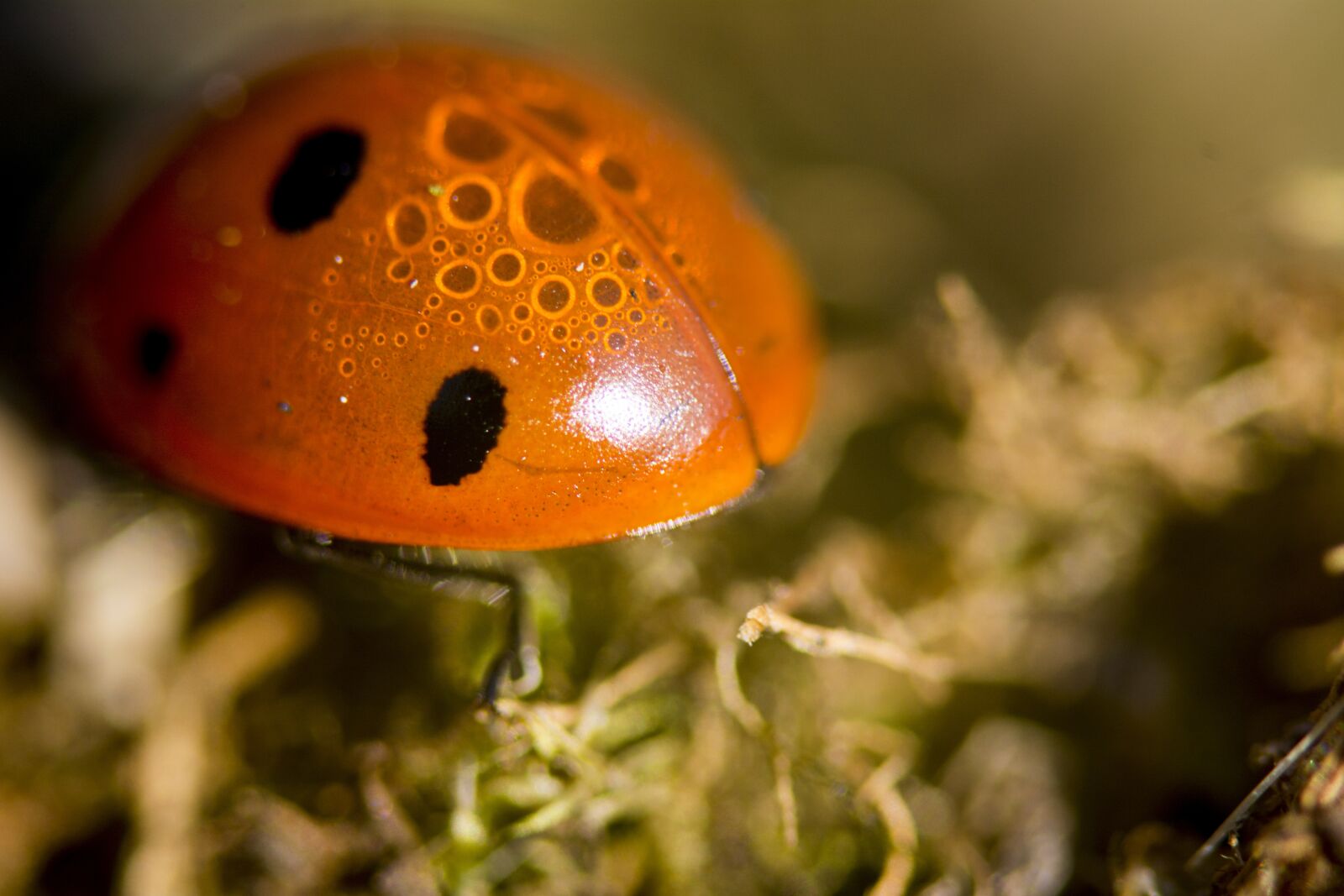 Nikon D5200 sample photo. Ladybird, insect, nature photography