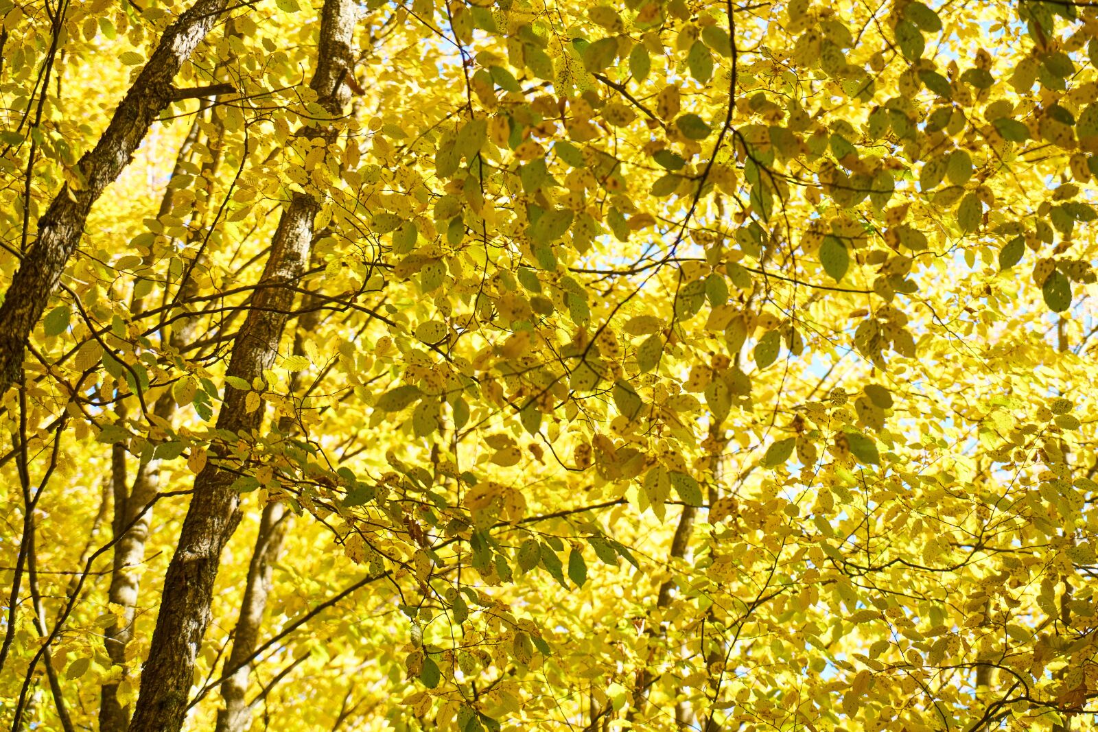 Sony a7R II sample photo. Autumn, season, landscape photography