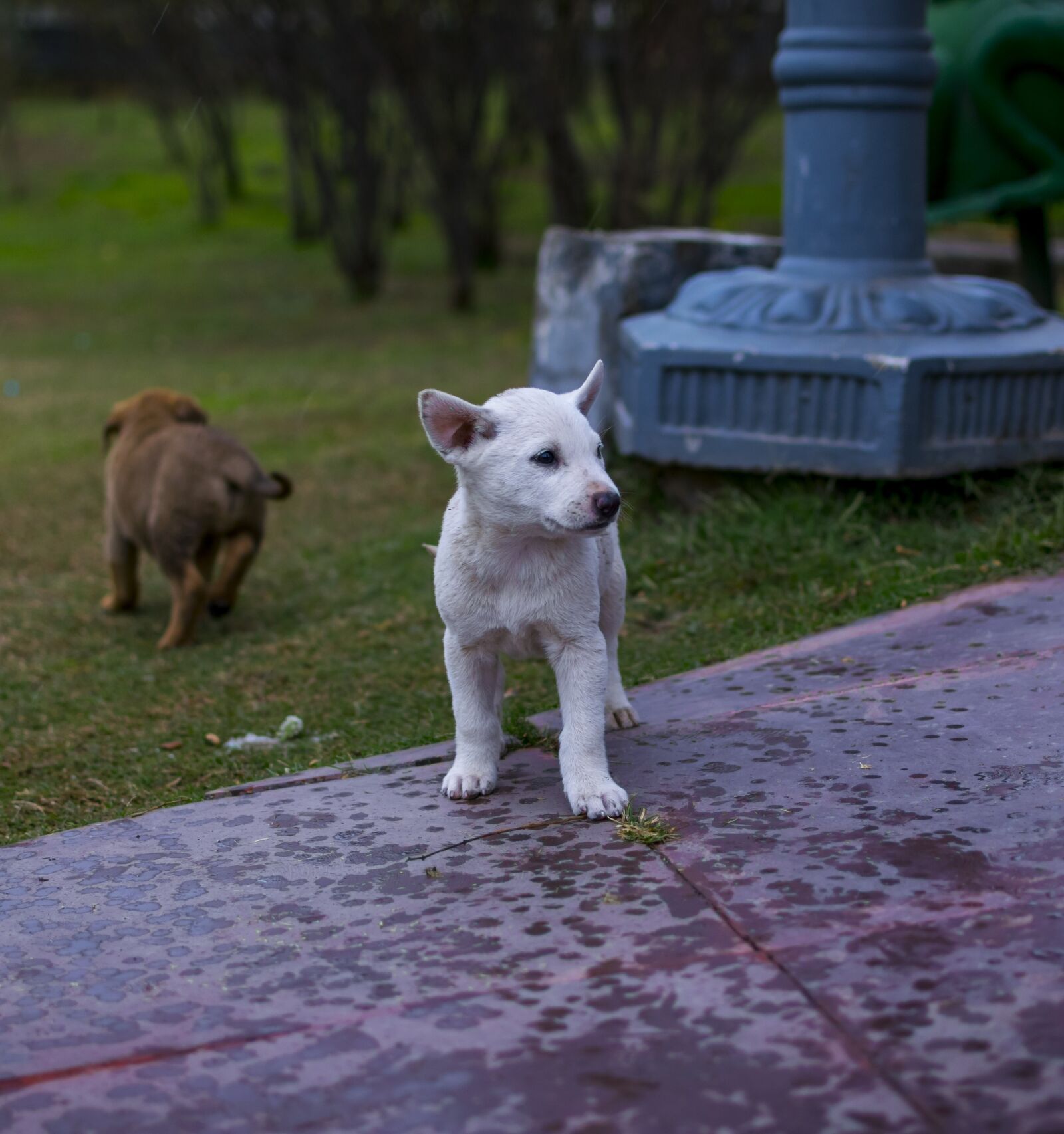 Nikon D3300 sample photo. Little dogs, puppies, dogs photography